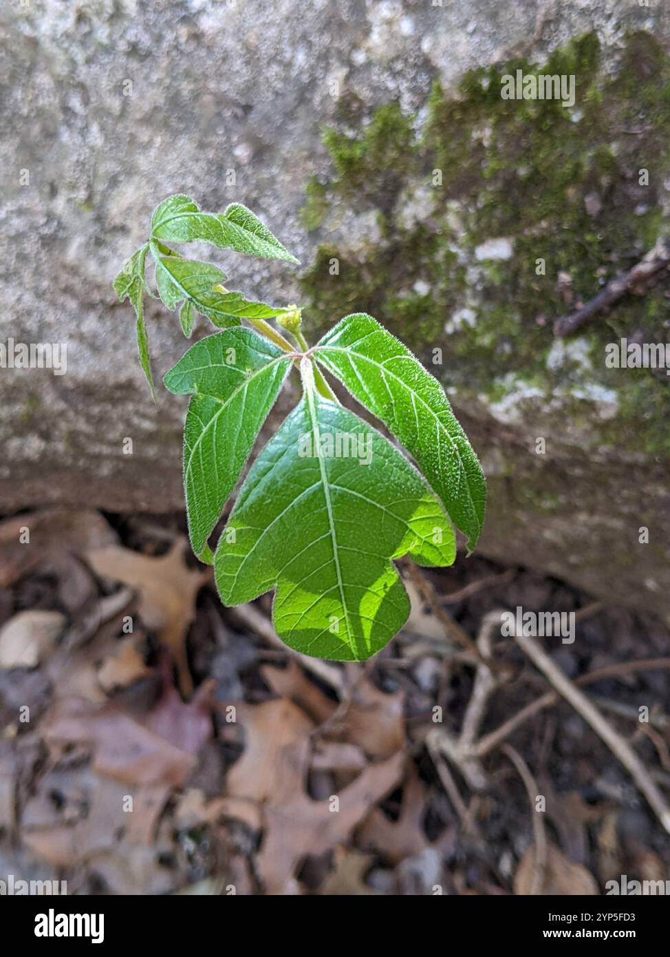 Atlantische Gifteiche (Toxicodendron pubescens) Stockfoto