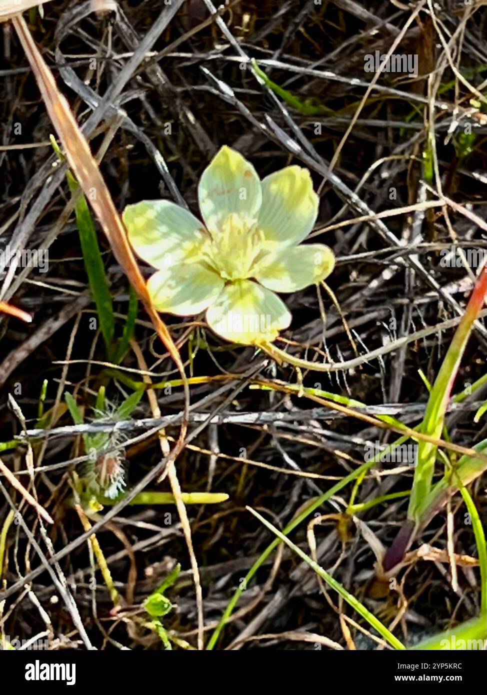 Creambecher (Platystemon californicus) Stockfoto