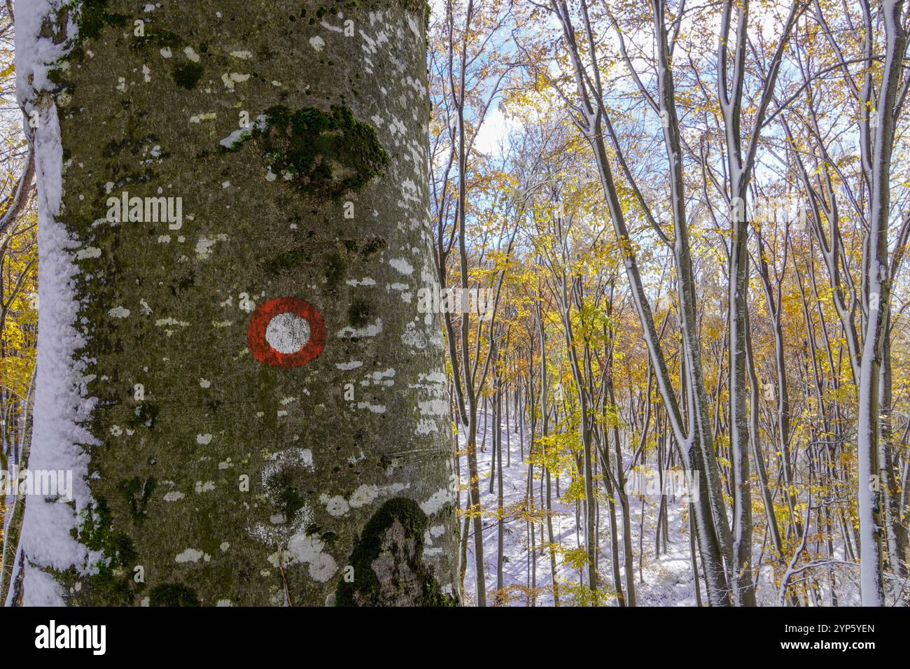 Rot-weiße Wandermarkierung auf einem Baum. Die Markierungen (Flammen) folgen einander in unbestimmten Abständen, damit Reisende nicht verlieren Stockfoto