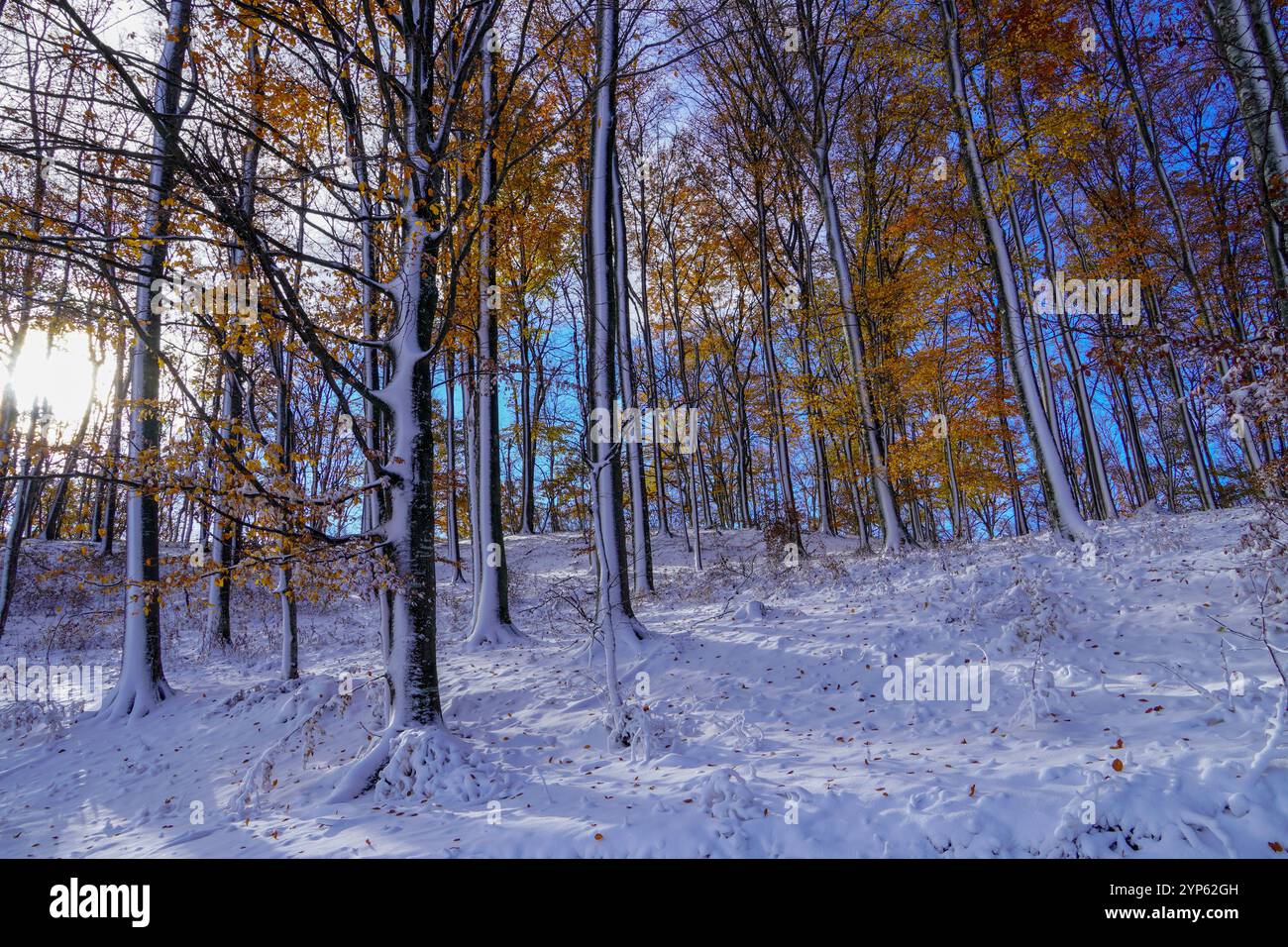 Laubbäume in kristallweißem Raureif. Waldboden mit bunten goldenen Blättern und frischem Schnee auf dem Boden. Stockfoto