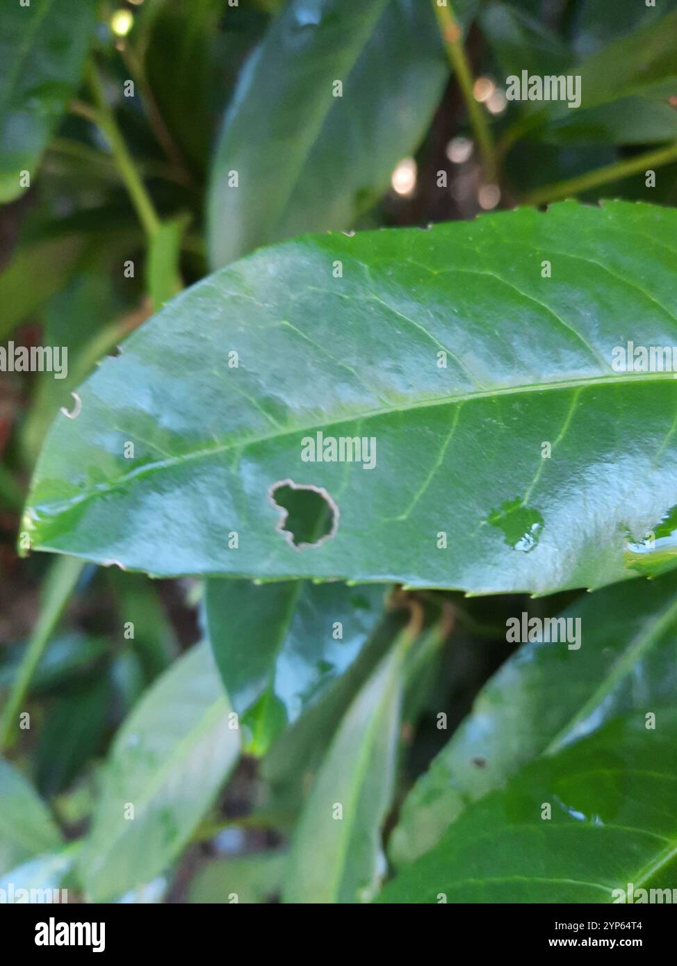 Cherry Shot Hole (Wilsonomyces carpophilus) Stockfoto