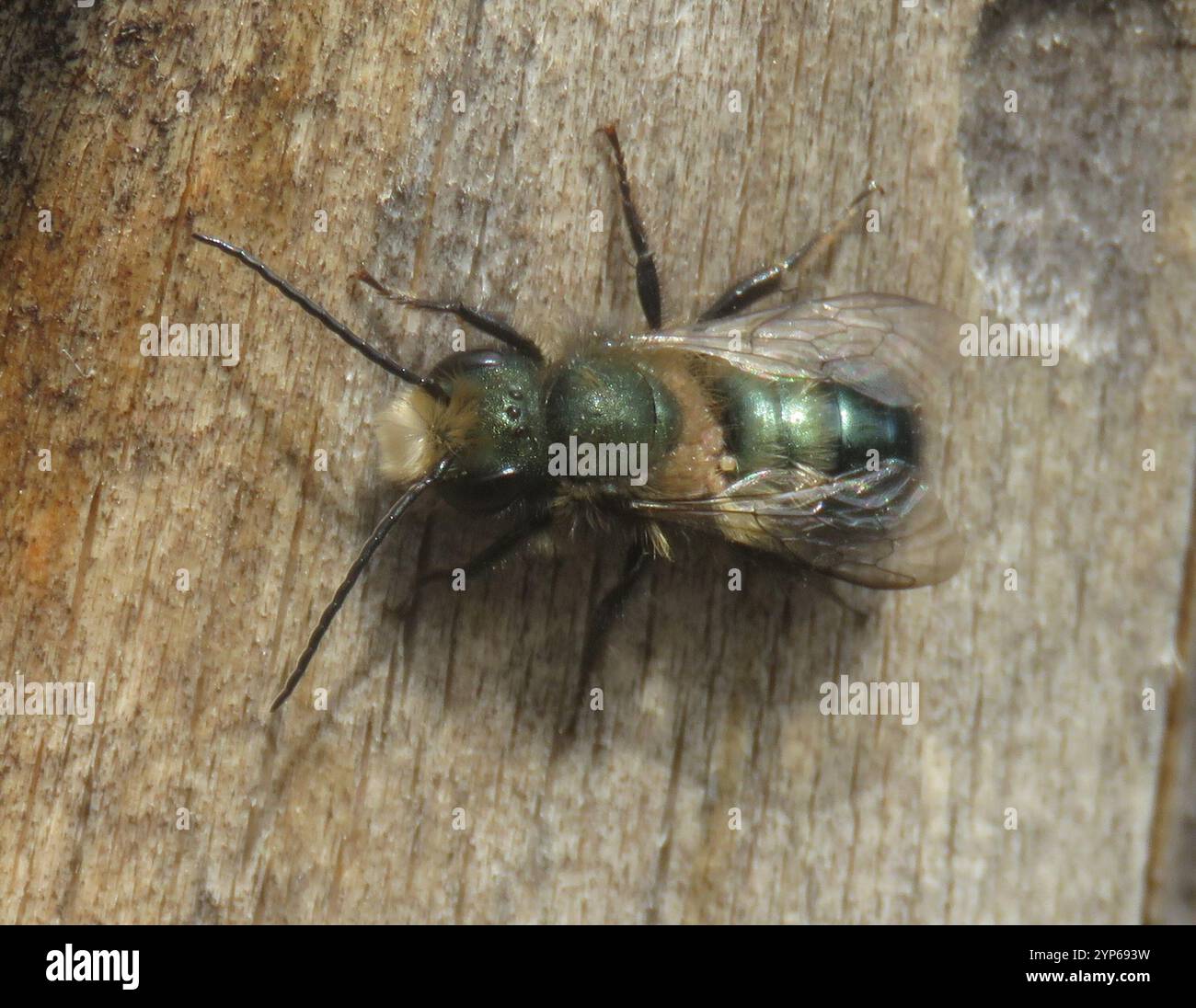 Blaue Orchardbiene (Osmia lignaria) Stockfoto