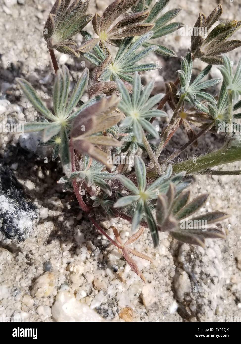 Coulter-Lupine (Lupinus sparsiflorus) Stockfoto