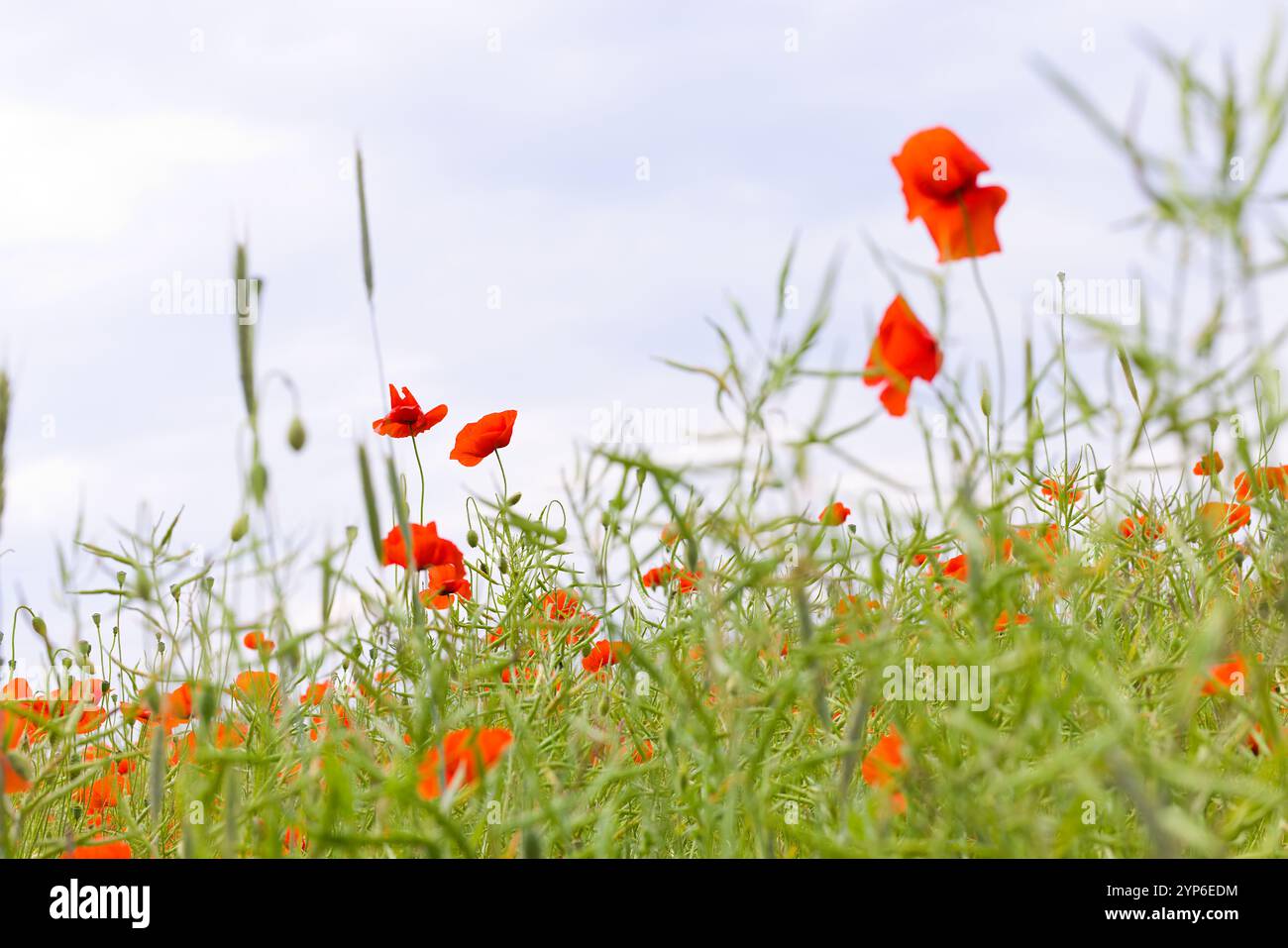 Wellen von rotem Mohn füllen das Feld, ihre zarten Blütenblätter schweben sanft im Wind. Unter dem warmen Sonnenlicht wird das Feld zu einer farbenfrohen Anzeige Stockfoto