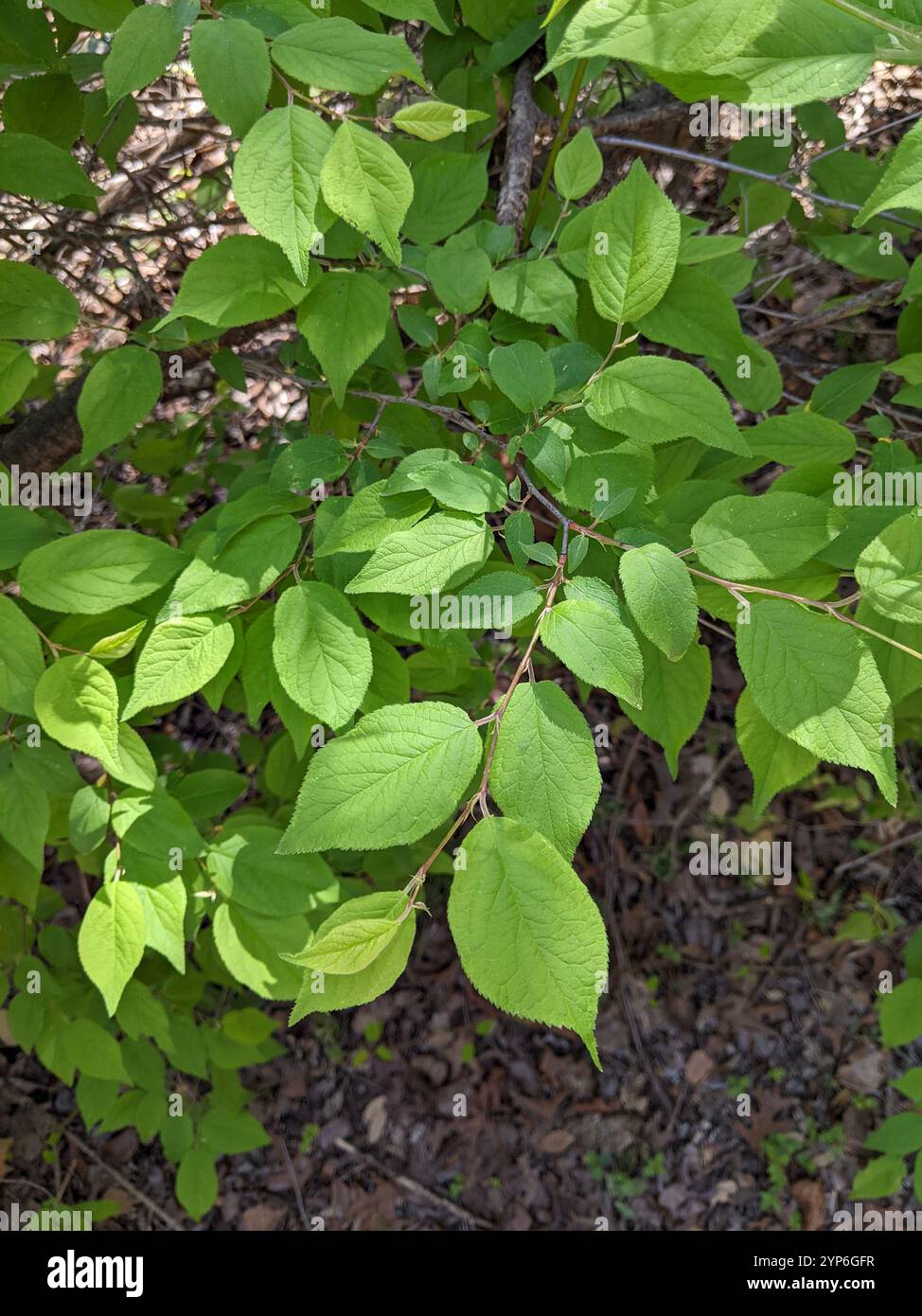 Mexikanische Pflaume (Prunus mexicana) Stockfoto