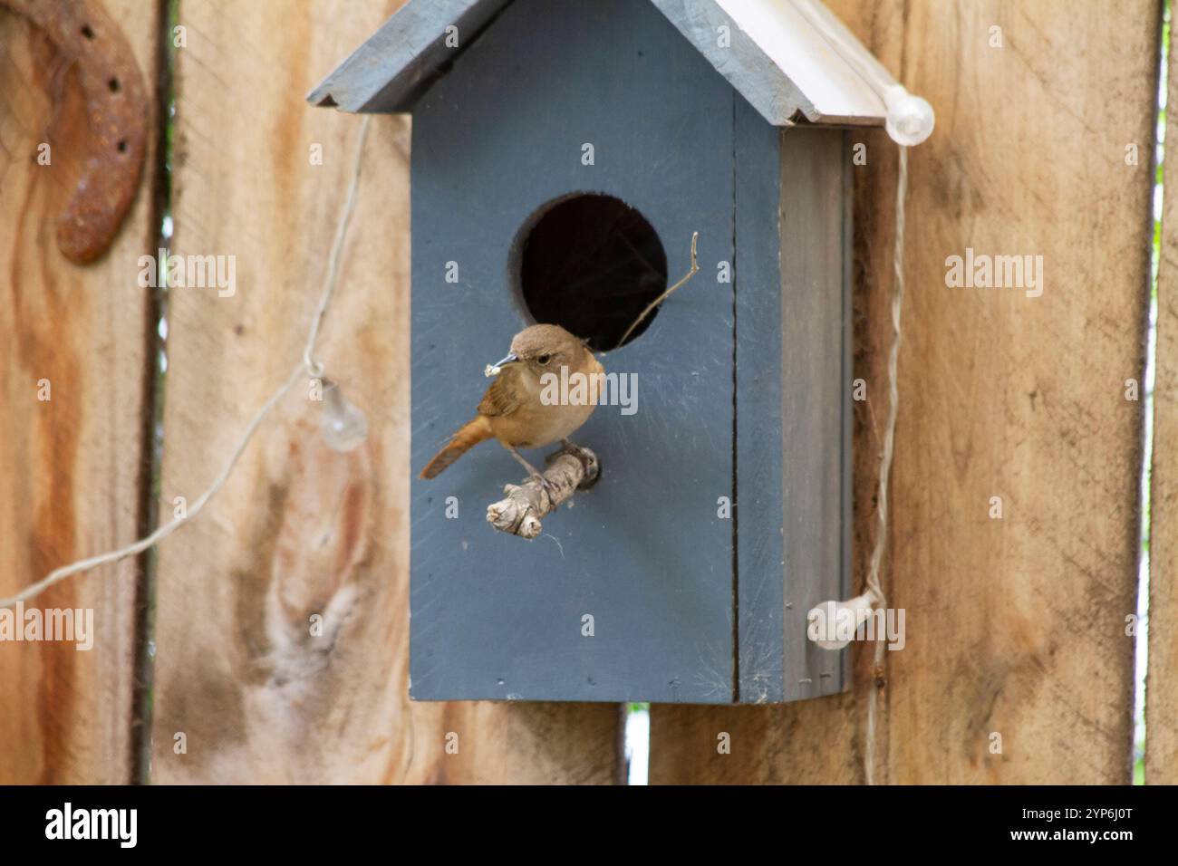 Vögel füttern ihre Küken in einem Vogelhaus, das auf einem Holzzaun montiert ist Stockfoto