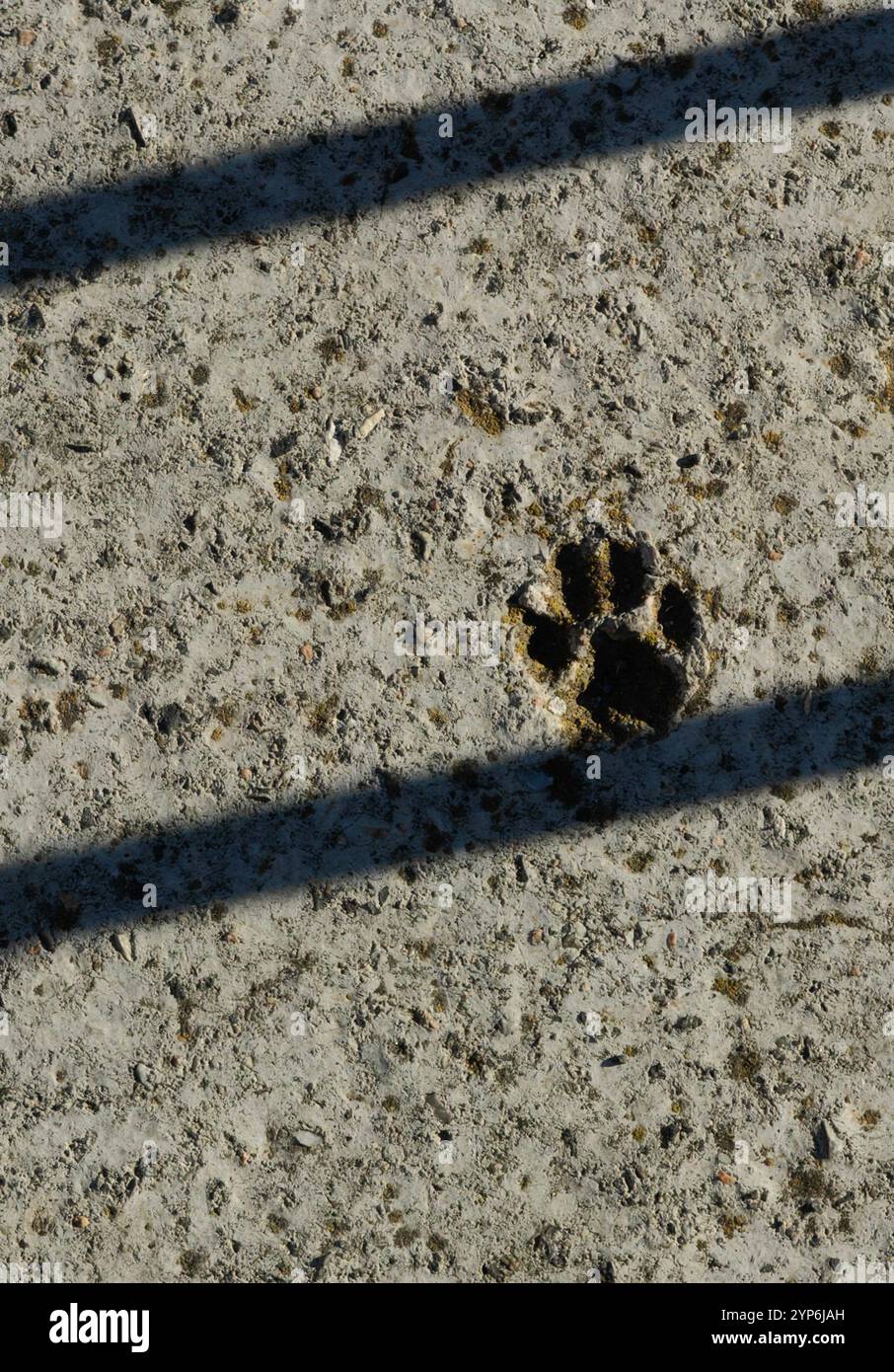 Paw Imprint: Schattenhafte Skalen der Freiheit Stockfoto