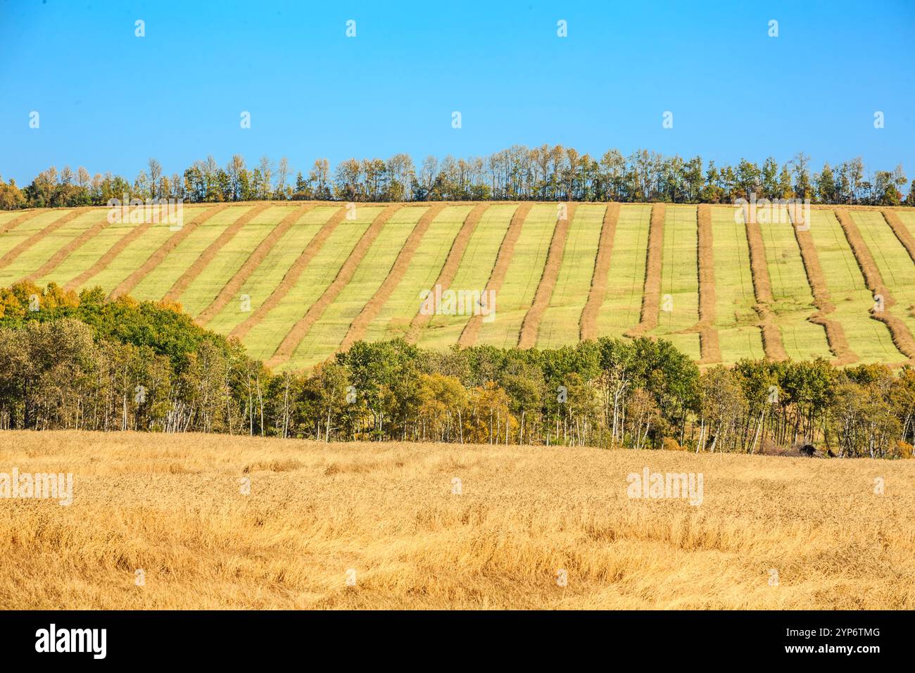 Ein Weizenfeld wird mit einem blauen Himmel im Hintergrund angezeigt. Das Feld ist voller Bäume und der Himmel ist klar und hell Stockfoto