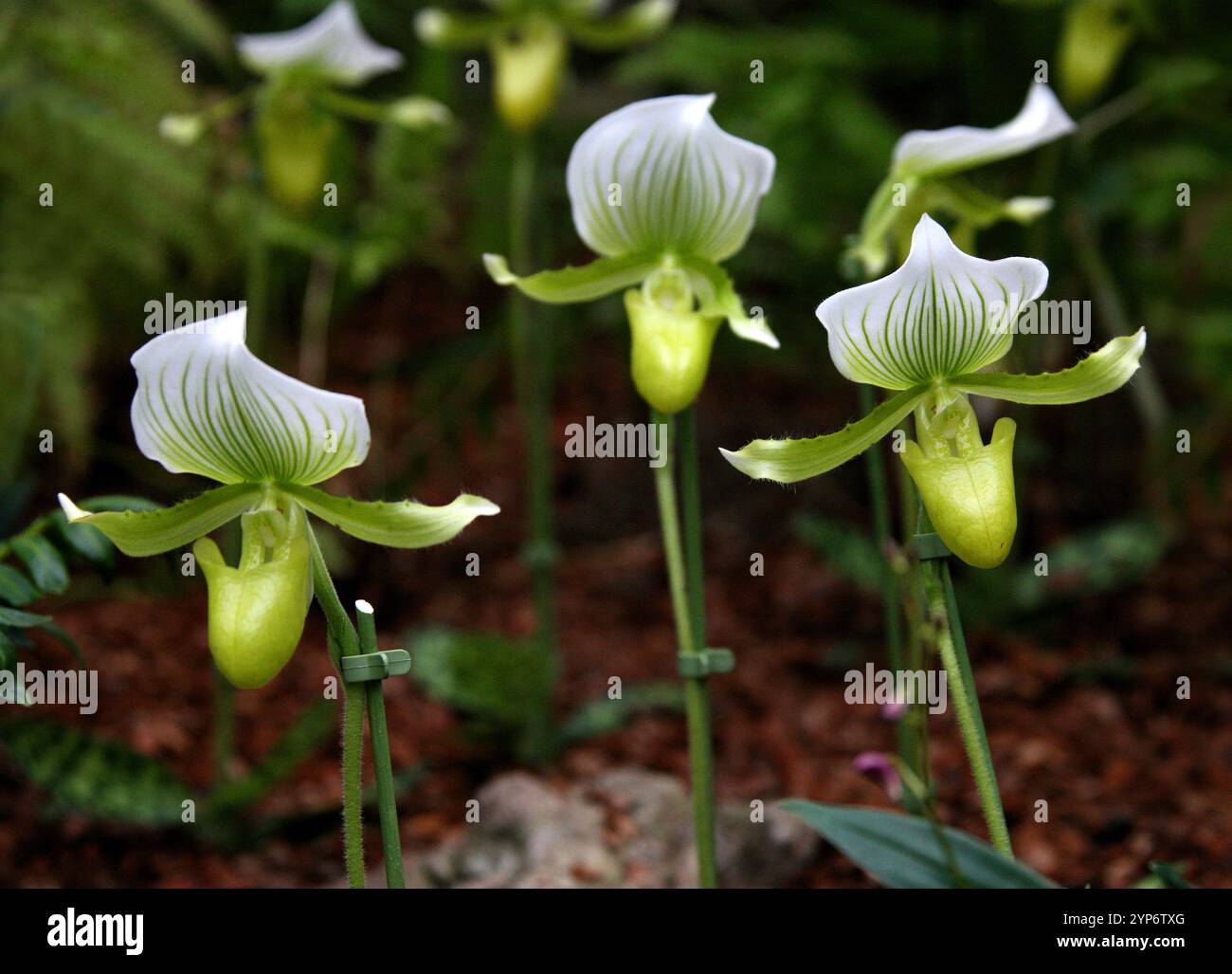 Venus Slipper Orchidee oder Paph, Paphiopedilum Maudiae 'Amco', Orchidaceae. Asien. Stockfoto