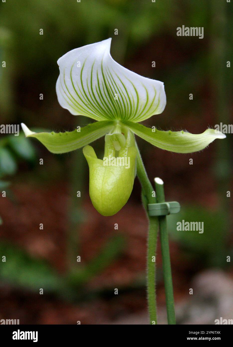 Venus Slipper Orchidee oder Paph, Paphiopedilum Maudiae 'Amco', Orchidaceae. Asien. Stockfoto