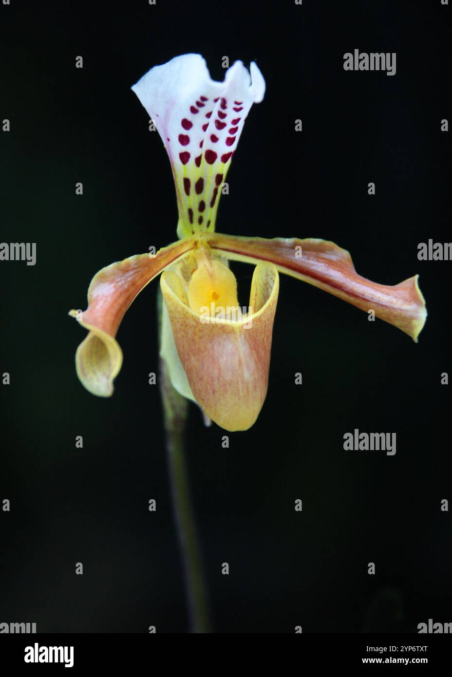 Venus Slipper Orchid, Paphiopedilum gratrixianum, Orchidaceae. Laos und Vietnam, Asien. Syn. Cypripedium gratrixianum. Stockfoto