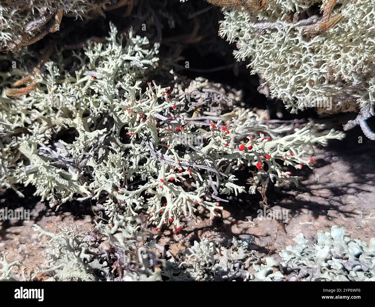 Britische Soldatenflechte (Cladonia cristatella) Stockfoto