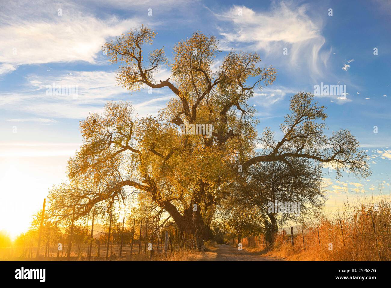 aspenbaum oder Populus alba, Landschaft bei Dämmerung auf den Grundstücken in ejido zwischen dem Rio Sonora, ländliche Gegend in Mazocahui in Baviácora Sonora, Mexiko. Foto: Luis Gutierrez / NorthPhoto) arbol alamo o Populus alba, paisaje al atardecer en las parcela en ejido entre el Rio Sonora, Zona rural en Mazocahui en Baviácora Sonora, Mexiko. Foto: Luis Gutierrez / NortePhoto) Stockfoto