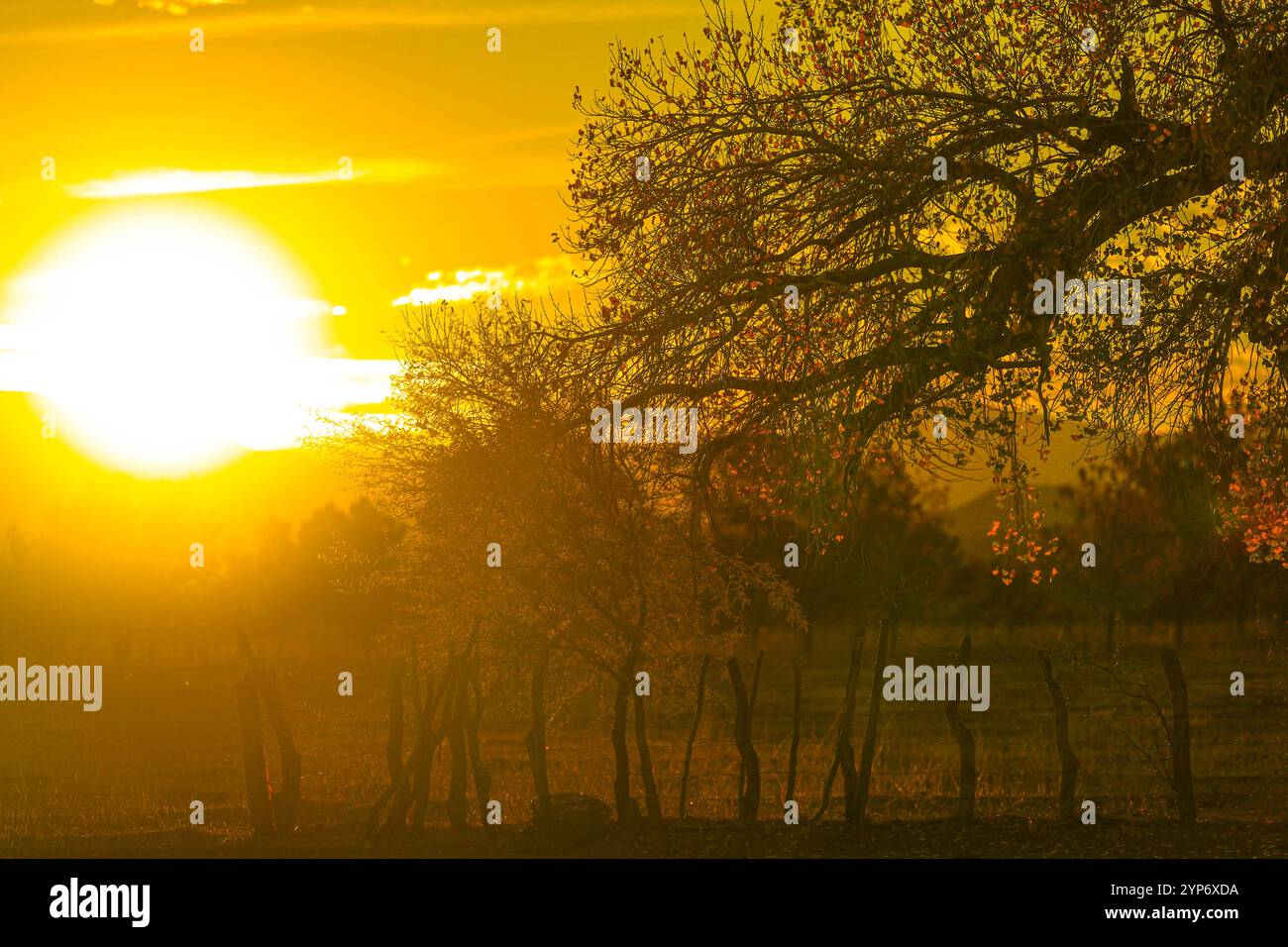 aspenbaum oder Populus alba, Landschaft bei Dämmerung in ejido zwischen der Landschaft des Passes des Rio Sonora, ländliche Gegend in Mazocahui in Baviácora Sonora, Mexiko. Foto: Luis Gutierrez / NorthPhoto) arbol alamo o Populus alba, paisaje al atardecer en ejido entre el paisaje del paso del Rio Sonora, Zona rural en Mazocahui en Baviácora Sonora, Mexiko. Foto: Luis Gutierrez / NortePhoto) Stockfoto