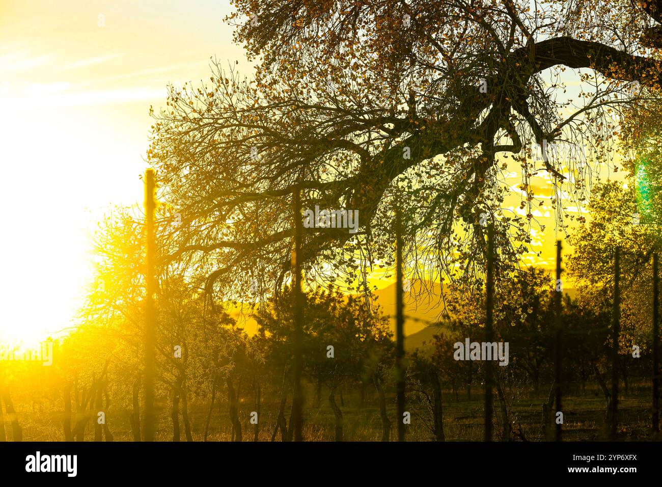 aspenbaum oder Populus alba, Landschaft bei Dämmerung in ejido zwischen der Landschaft des Passes des Rio Sonora, ländliche Gegend in Mazocahui in Baviácora Sonora, Mexiko. Foto: Luis Gutierrez / NorthPhoto) arbol alamo o Populus alba, paisaje al atardecer en ejido entre el paisaje del paso del Rio Sonora, Zona rural en Mazocahui en Baviácora Sonora, Mexiko. Foto: Luis Gutierrez / NortePhoto) Stockfoto