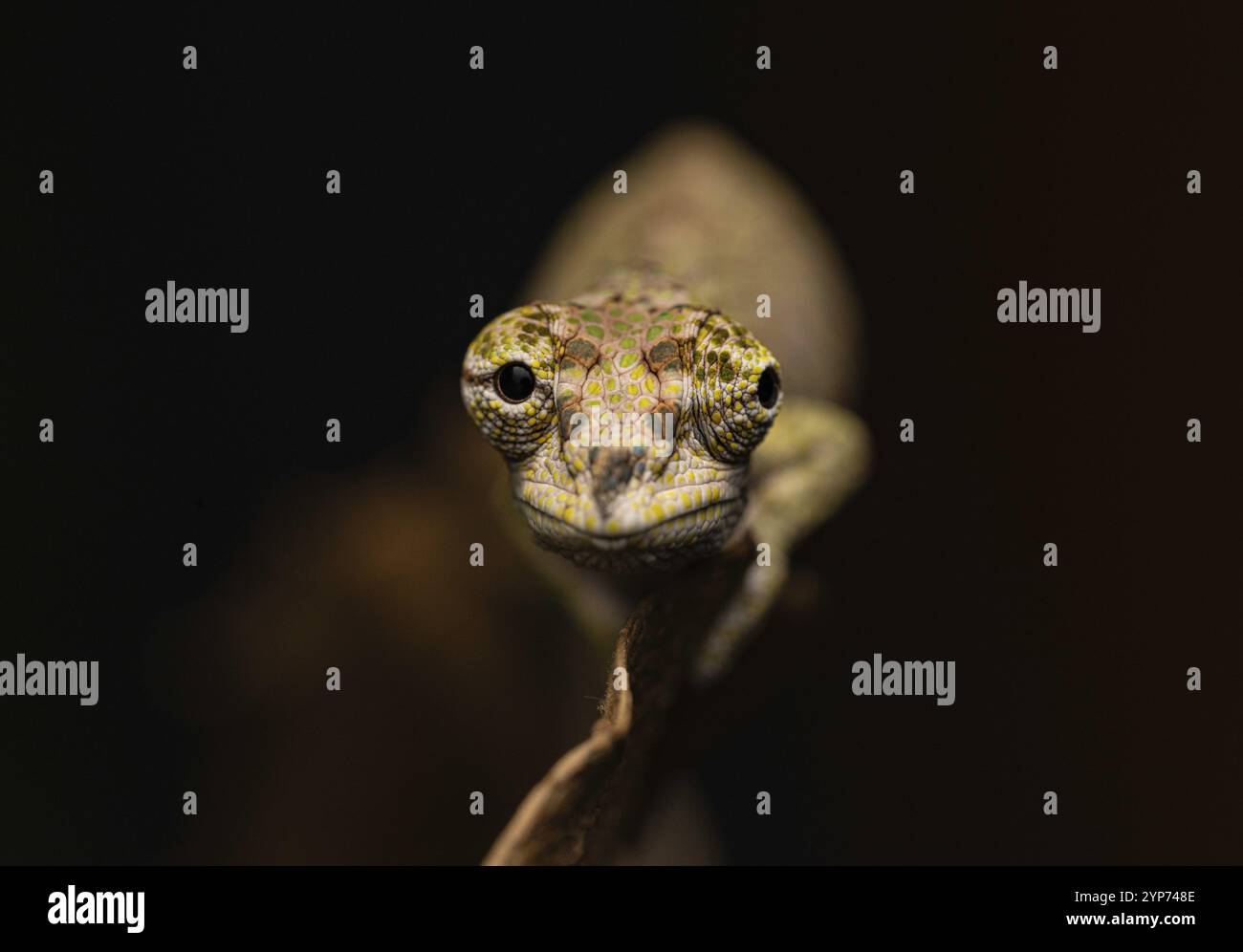 Emelinae chamäleon (Calumma emelinae) in den Regenwäldern Ostmadagaskars Stockfoto