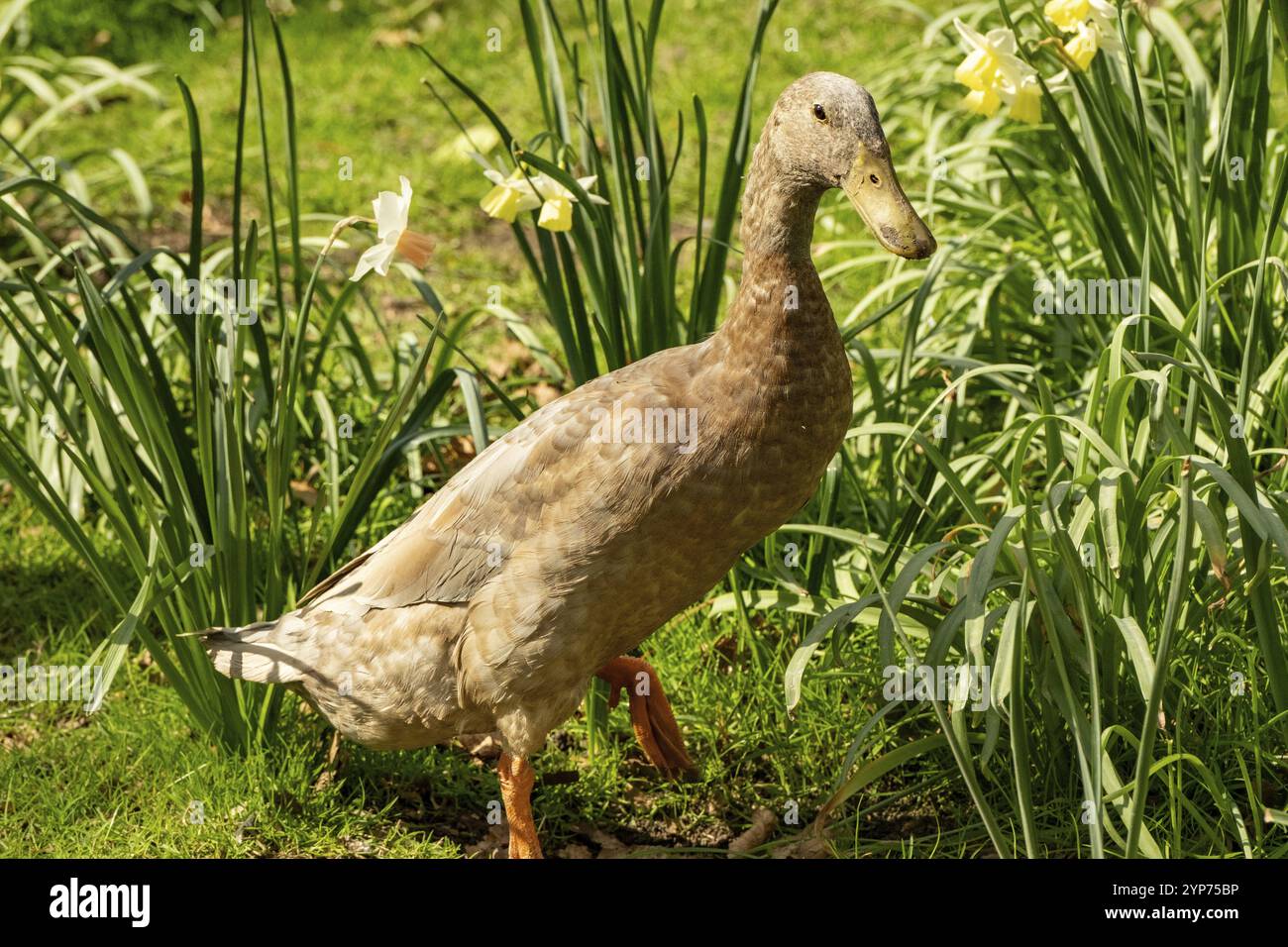 Die indische Running Ente ist in Bewegung Stockfoto