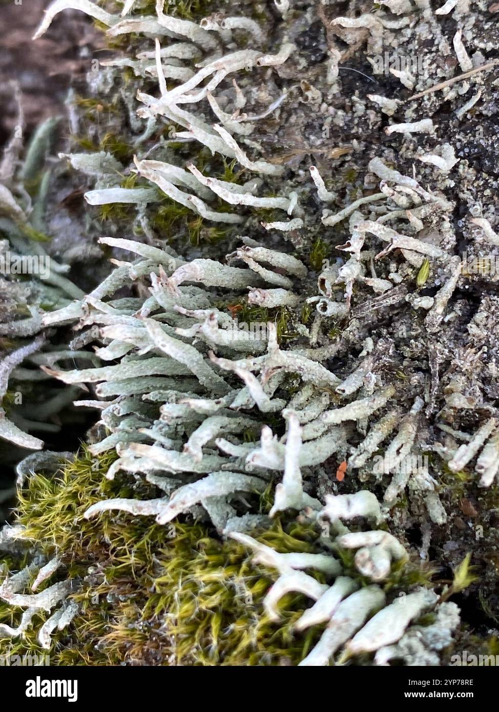 Lippenstift Powderhorn (Cladonia macilenta) Stockfoto
