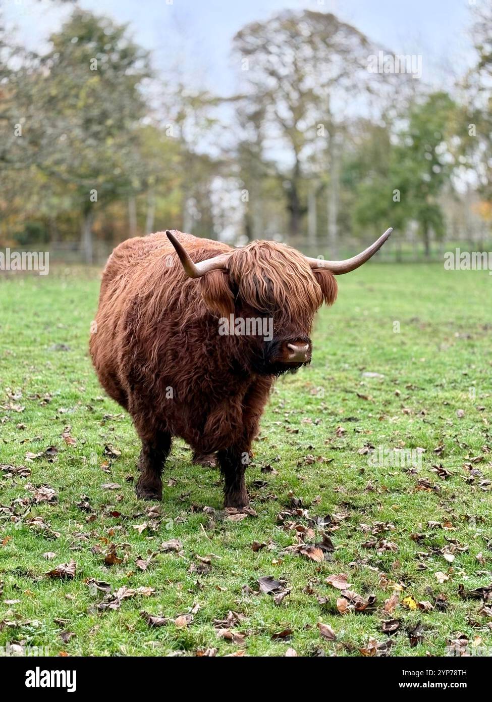 Highland Cow - Smartphone-aufgenommenes Stockfoto