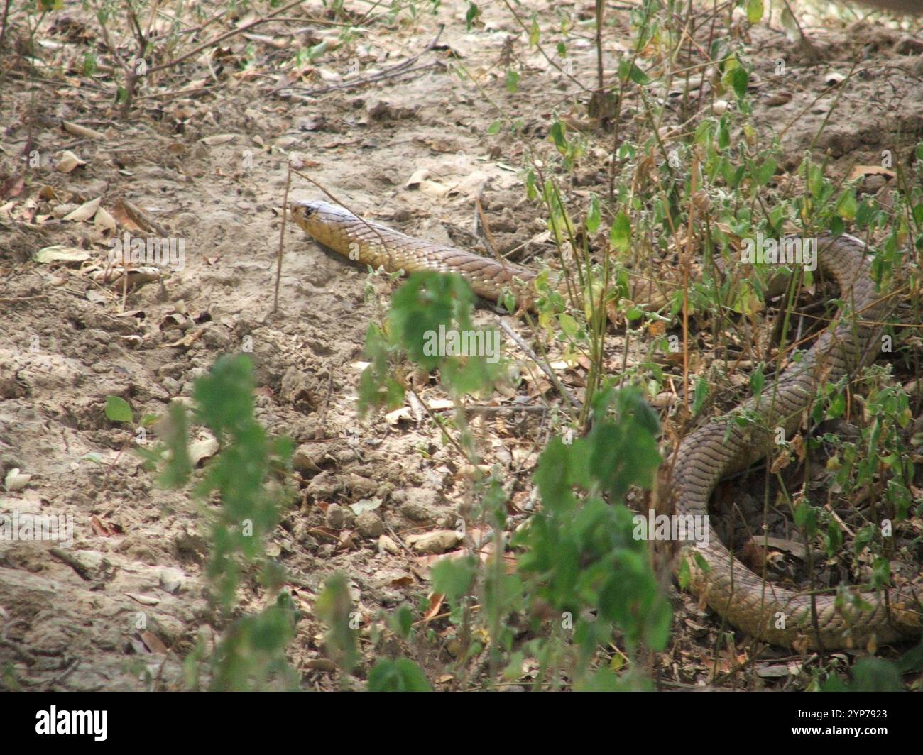 Snouted Kobra (Naja Annulifera) Stockfoto