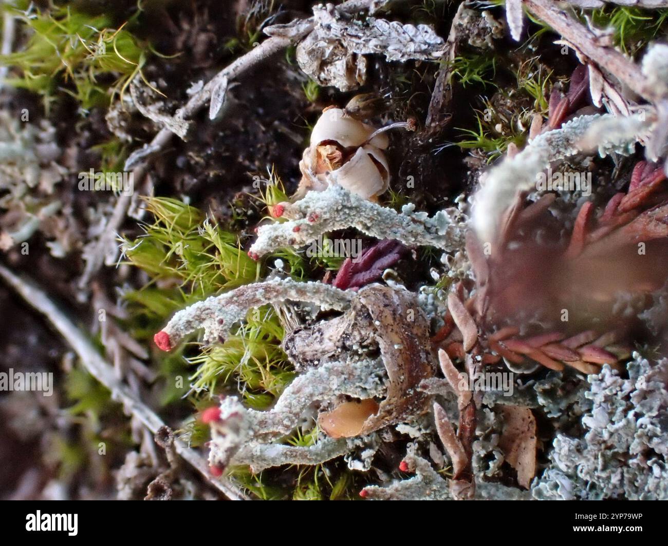 Britische Soldaten Flechten (Cladonia floerkeana) Stockfoto