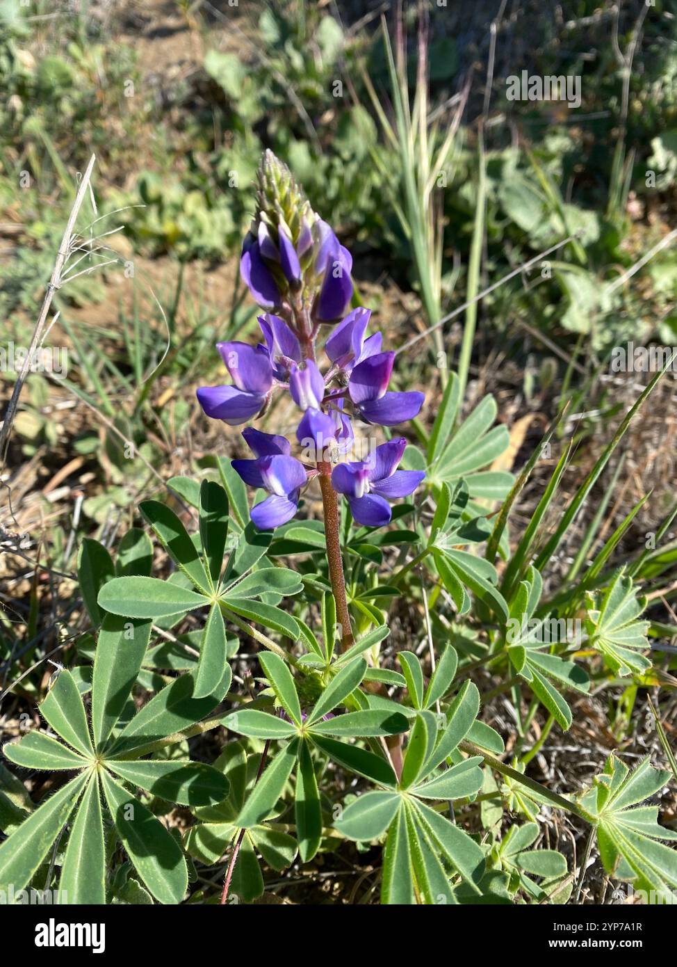 arroyo Lupine (Lupinus succulentus) Stockfoto