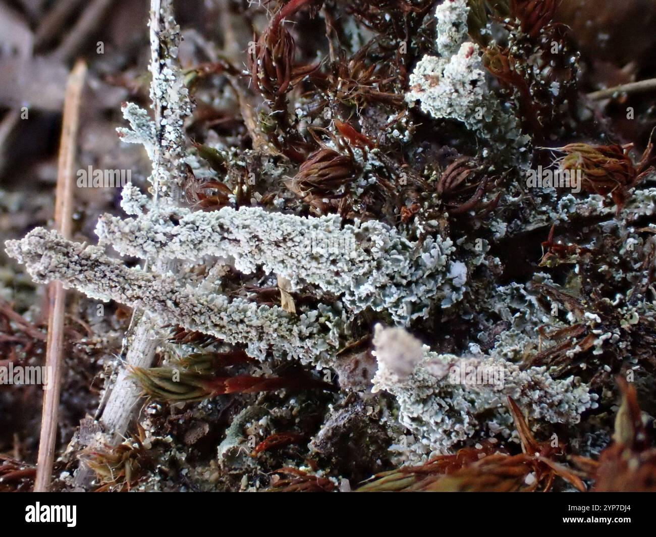 Britische Soldaten Flechten (Cladonia floerkeana) Stockfoto