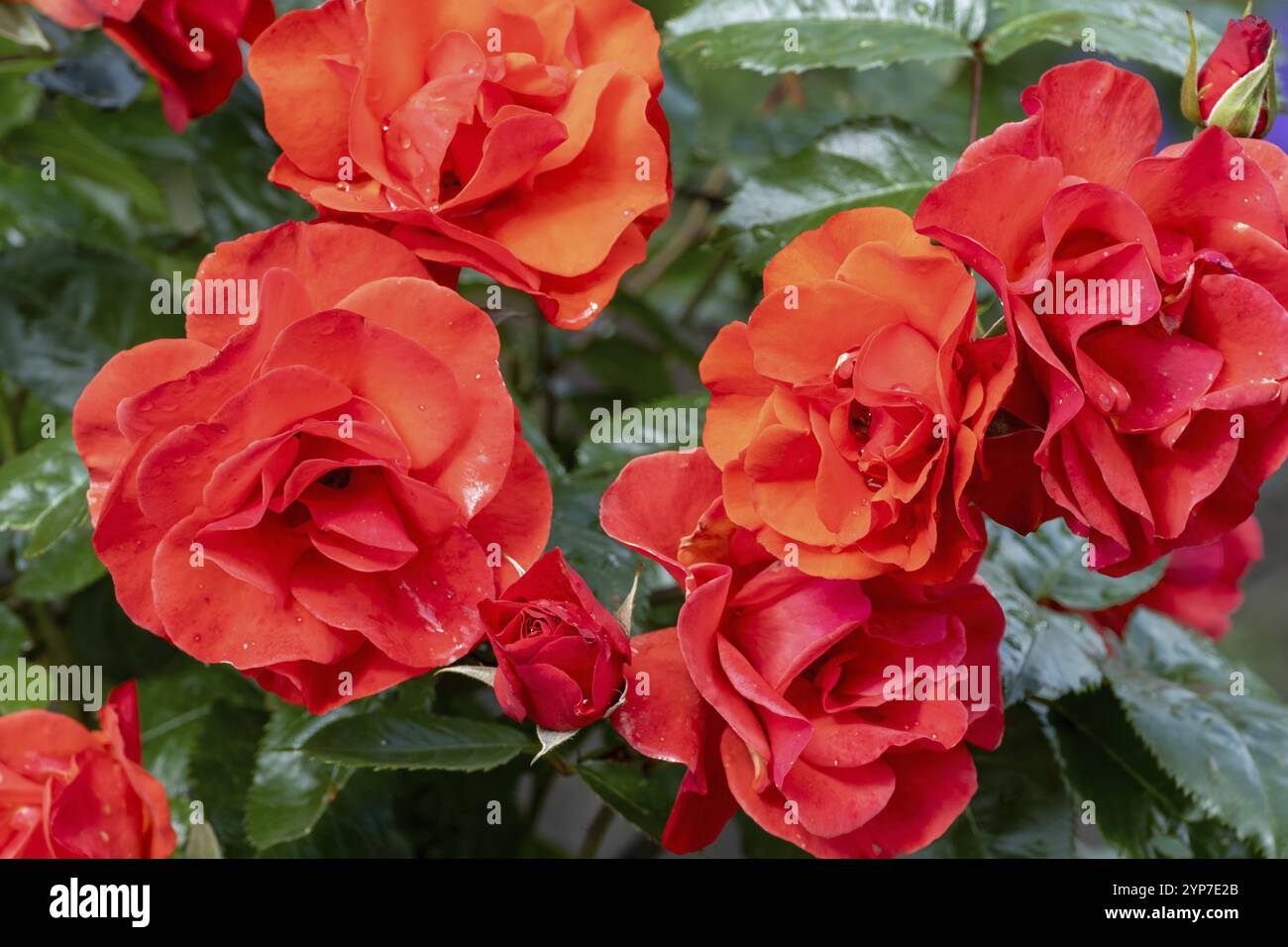 Wunderschöne, orangene Rosen in der Sonne Stockfoto