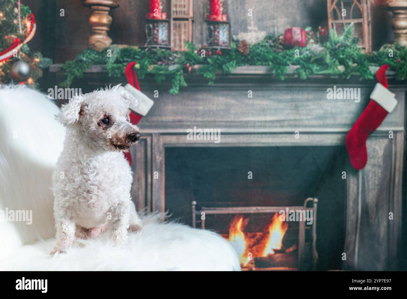 Bichon Frise zu Weihnachten Stockfoto