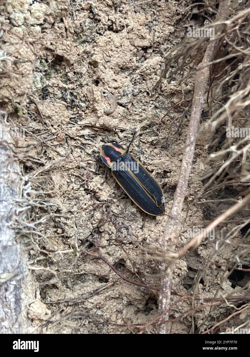 Pyractomena borealis -Fotos und -Bildmaterial in hoher Auflösung – Alamy