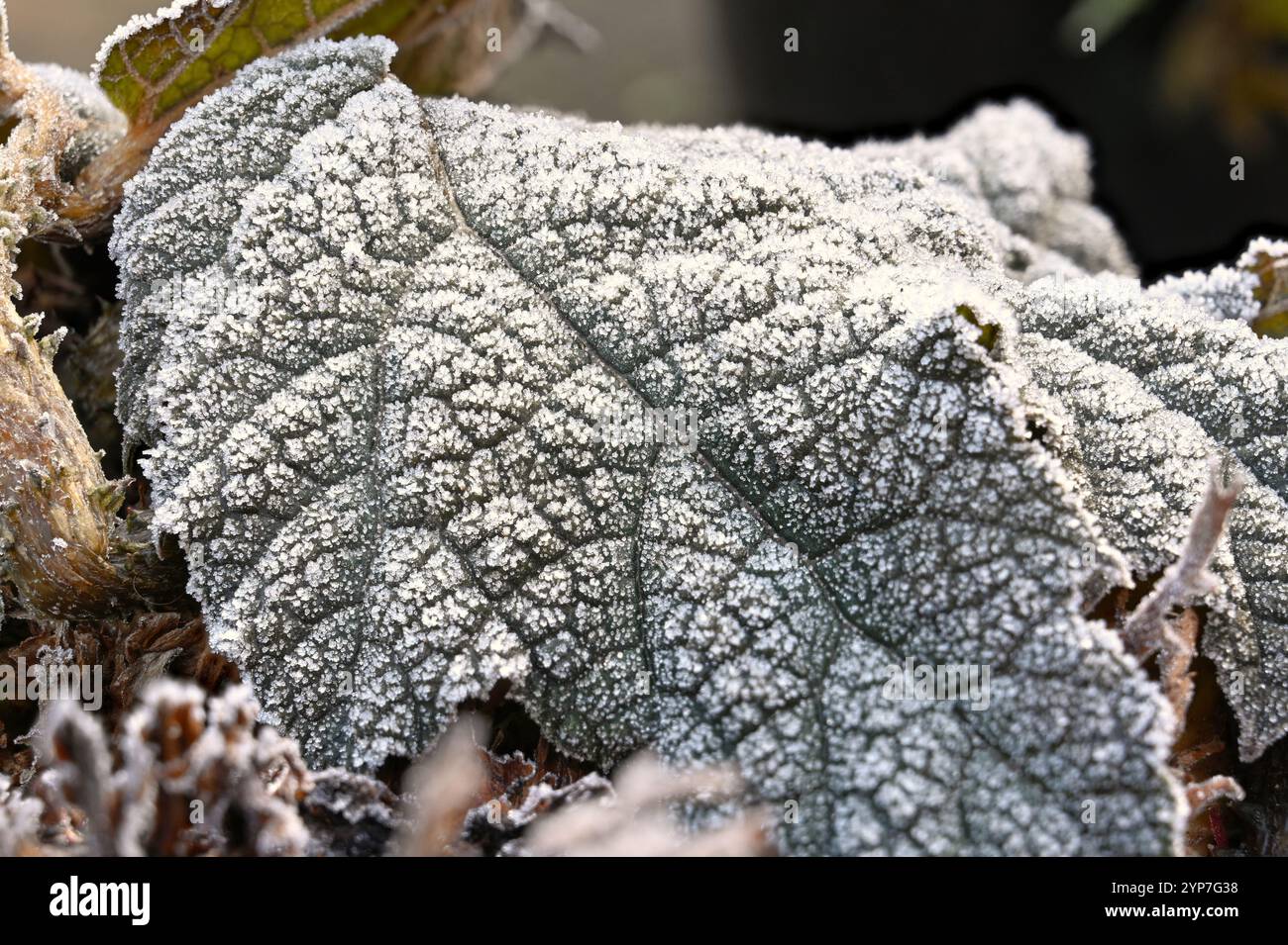 Gunnera-Blatt mit Raureif beschichtet Stockfoto