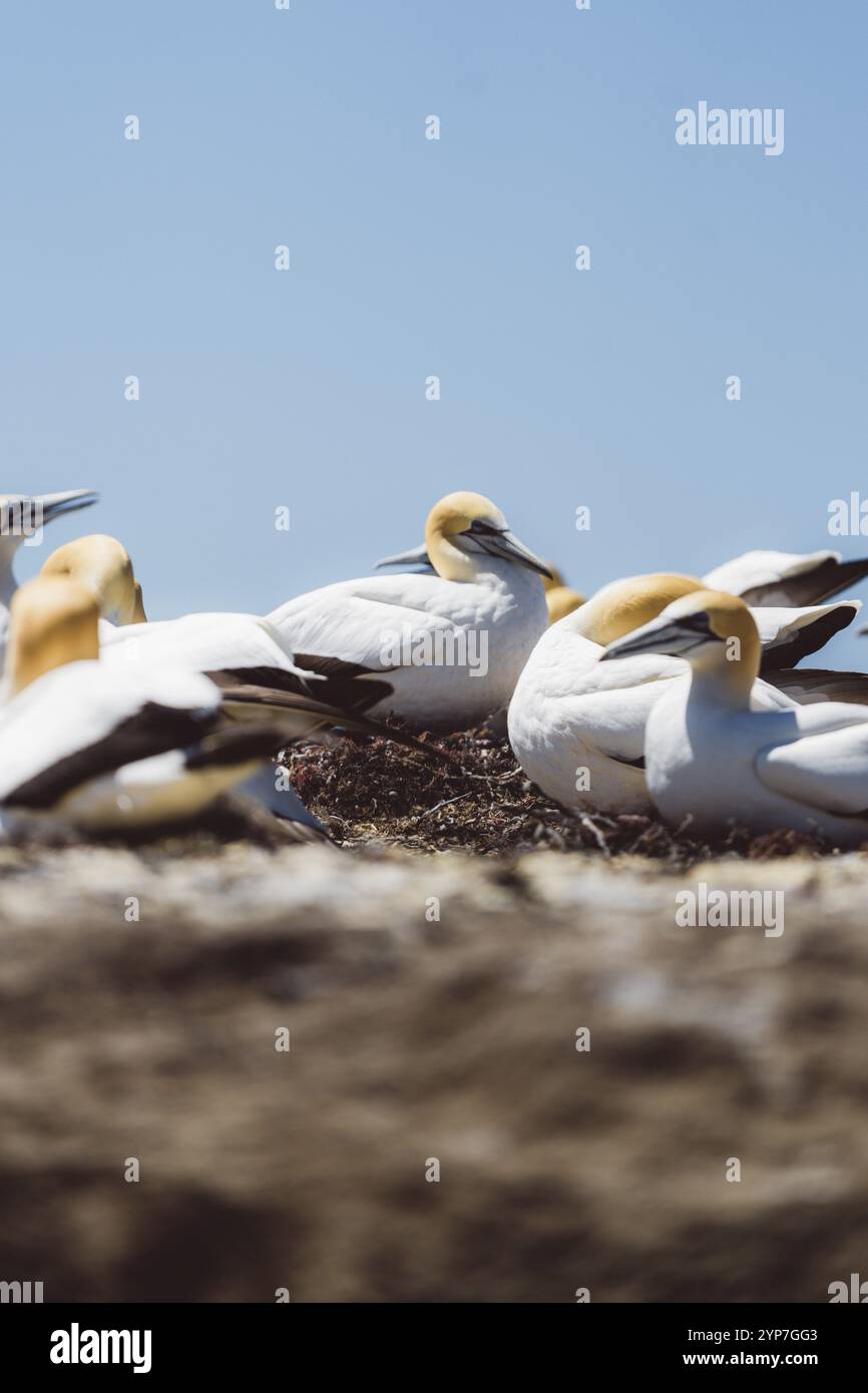 Eine Gruppe ruhender Vögel nahe beieinander unter blauem Himmel, Napier, Neuseeland, Ozeanien Stockfoto