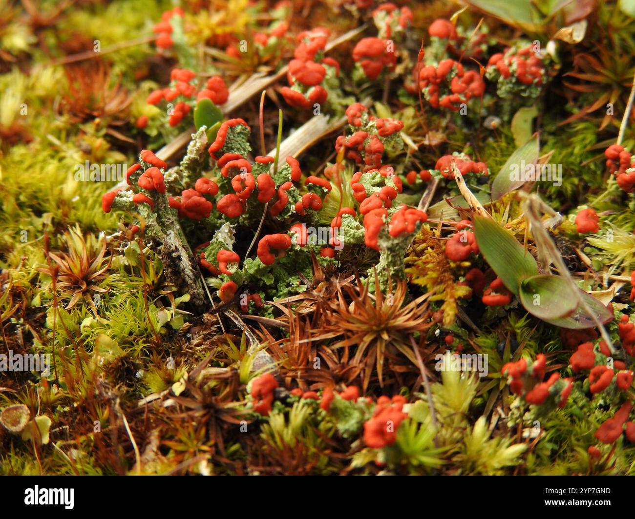 Britische Soldatenflechte (Cladonia cristatella) Stockfoto