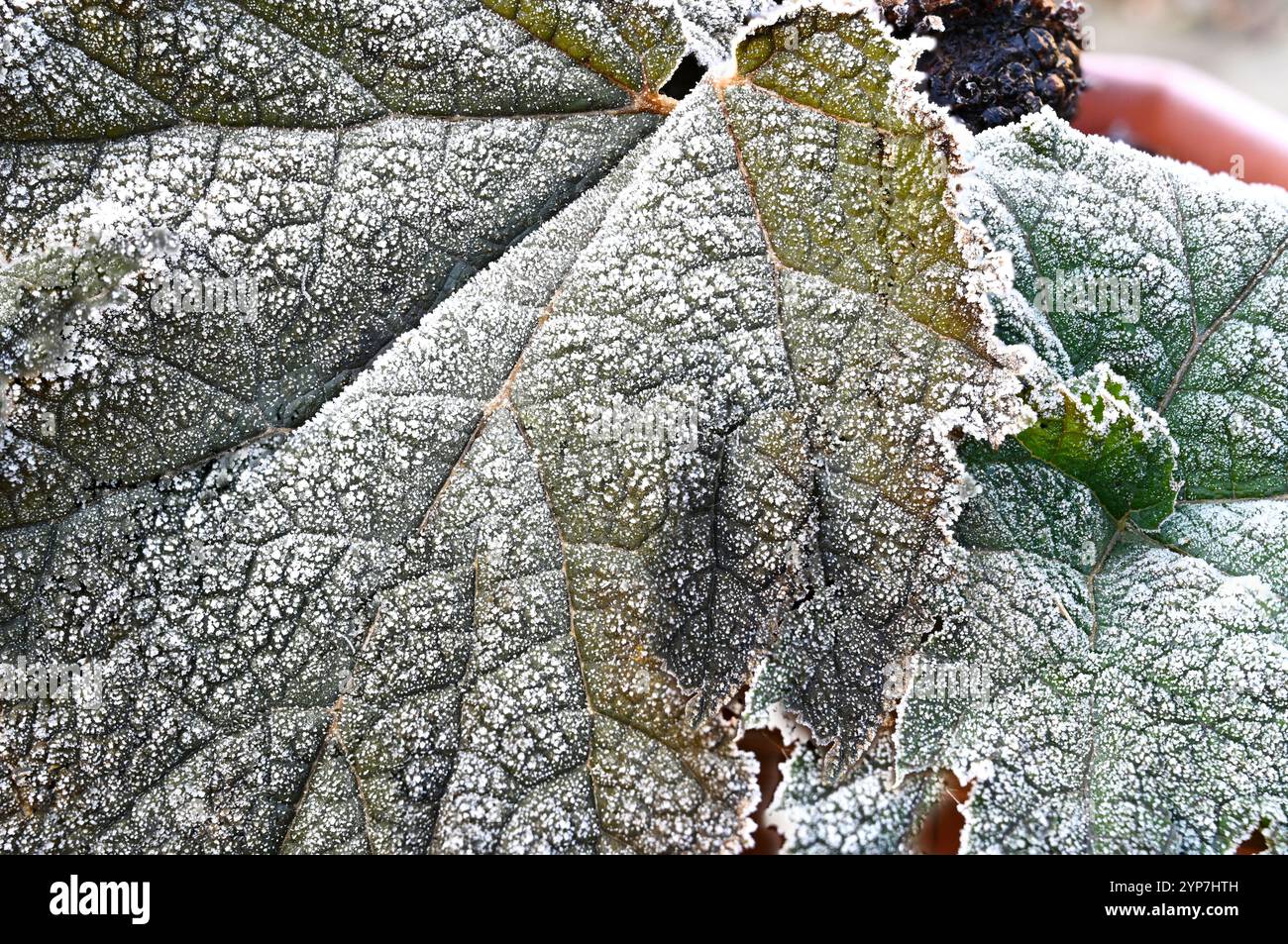 Gunnera-Blatt mit Raureif beschichtet Stockfoto