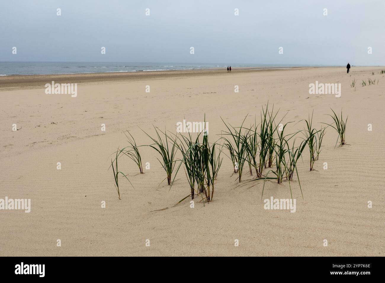 Grassprossen entstehen aus sandigem Boden am Strand und zeigen Widerstandsfähigkeit gegen raue Elemente. Der bewölkte Himmel bietet eine ruhige und dennoch dramatische Kulisse Stockfoto