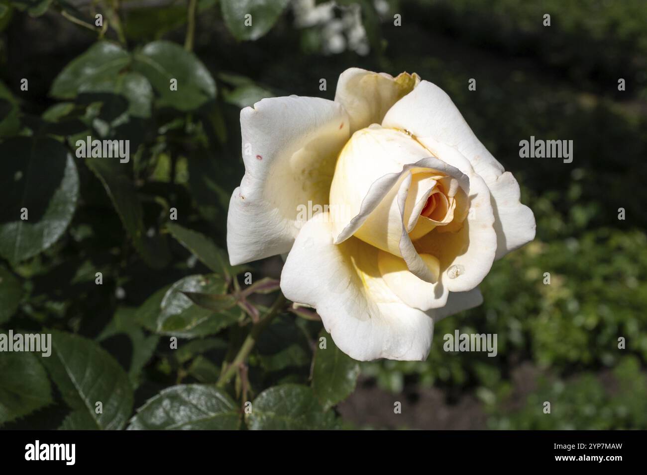 Schöne blühende weiße Rosen in der Sonne Stockfoto
