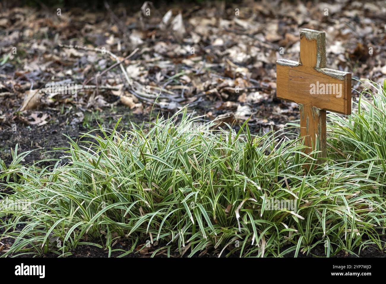 Kleines Holzkreuz im Gras Stockfoto