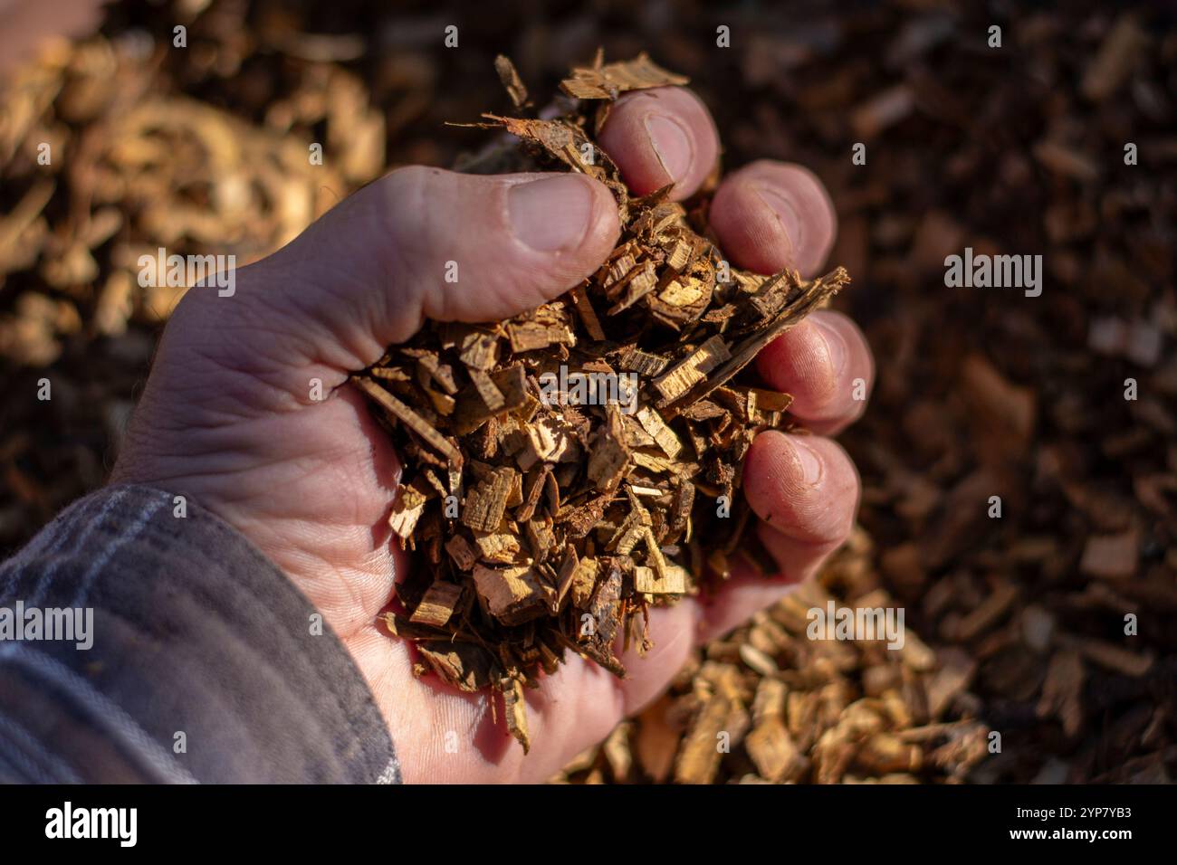 Die Hand des Gärtners greift eine Handvoll Chips von einem Mulchhaufen. Organischer und umweltfreundlicher Dünger für Pflanzen und Garten. Stockfoto