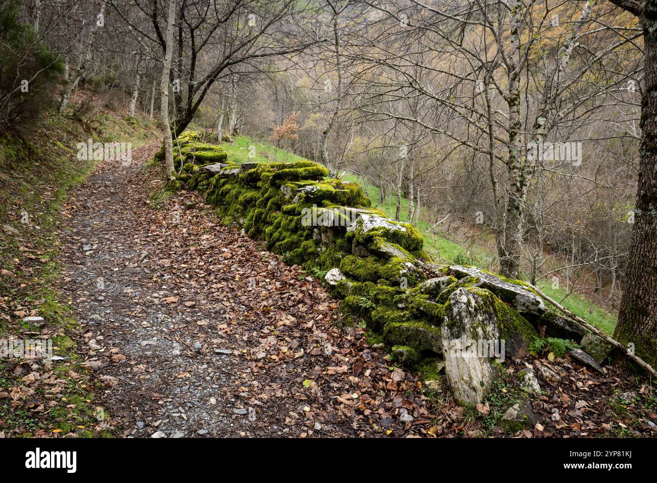 Moosbewachsene Steinmauer entlang des Wanderweges im Herbstwald Stockfoto