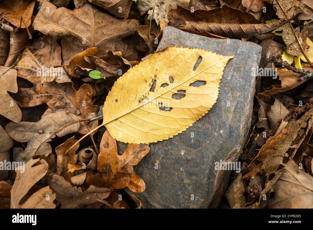 Gelbes Blatt auf grauem Stein inmitten brauner Herbstblätter Stockfoto