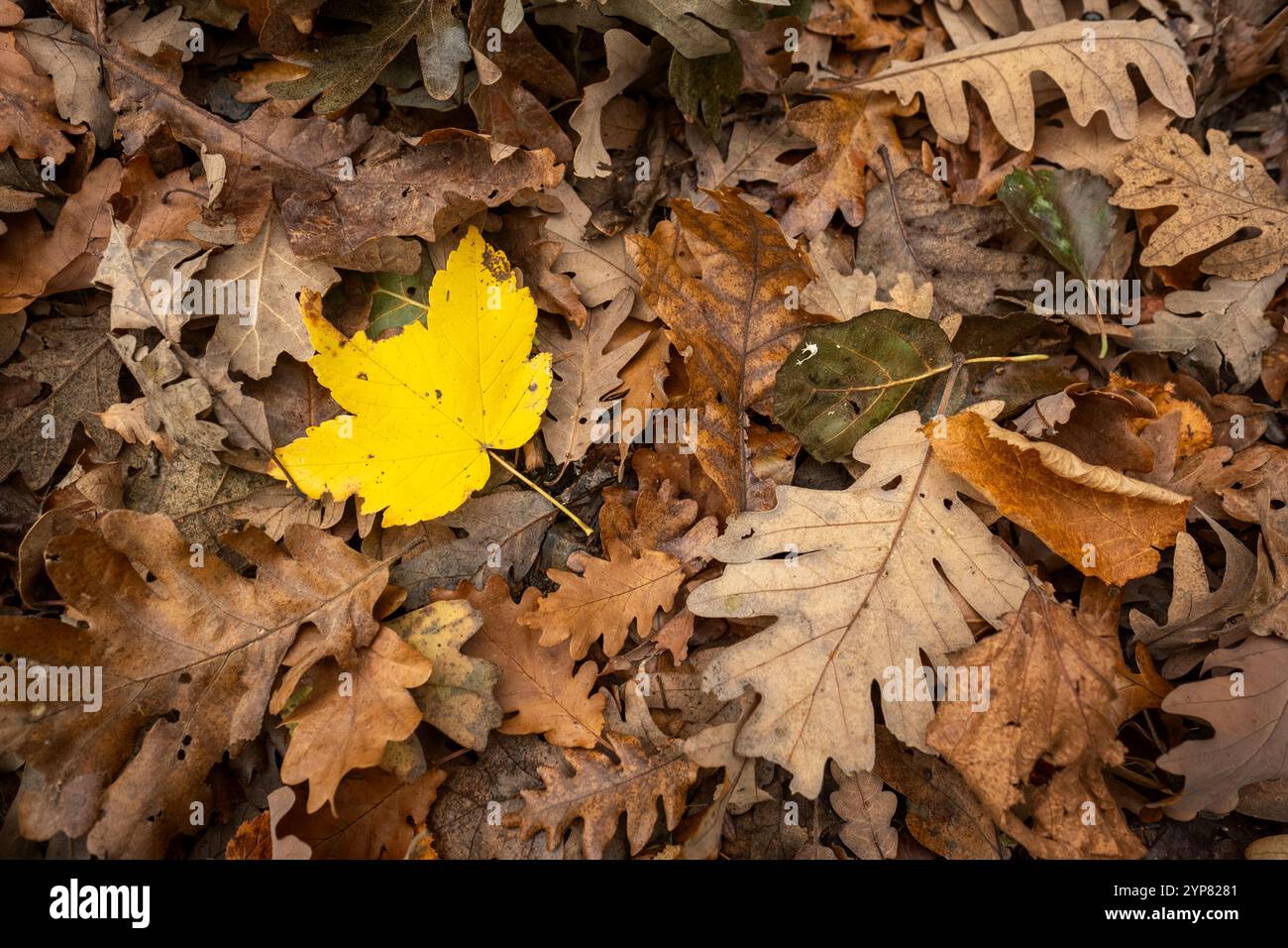 Hellgelbes Ahornblatt, das sich im Herbst zwischen getrockneten braunen Eichenblättern abhebt Stockfoto