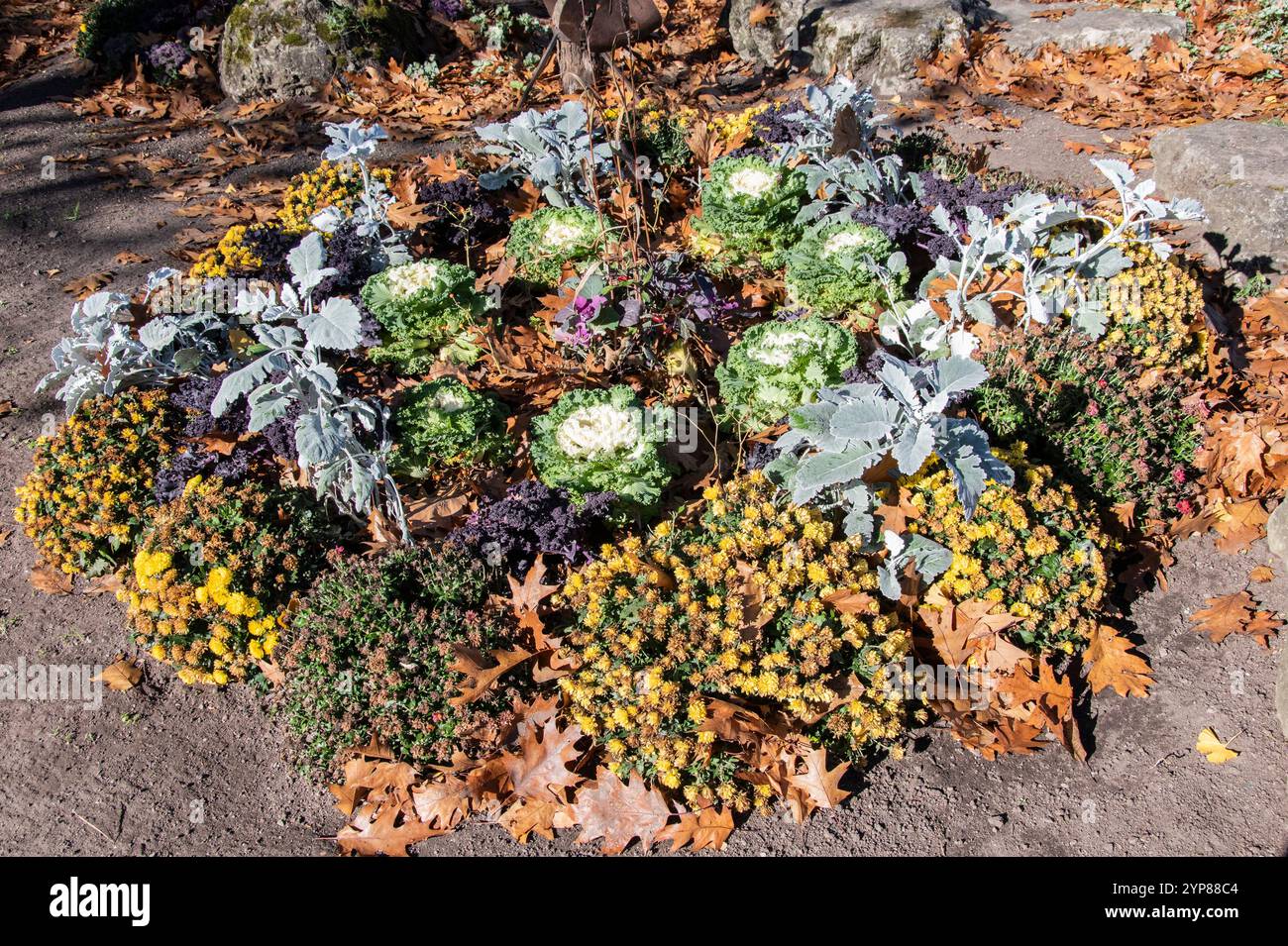 Herbstpflanzen wachsen im Garten des High Park in der Bloor Street West in Toronto, Ontario, Kanada Stockfoto