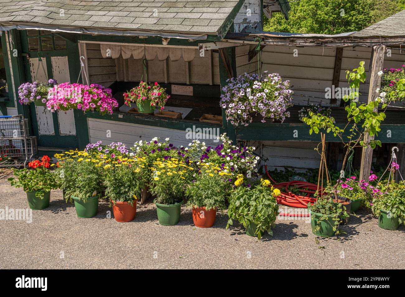 Ein Gartenladen, der Pflanzen im Frühjahr in Paxton verkauft Stockfoto