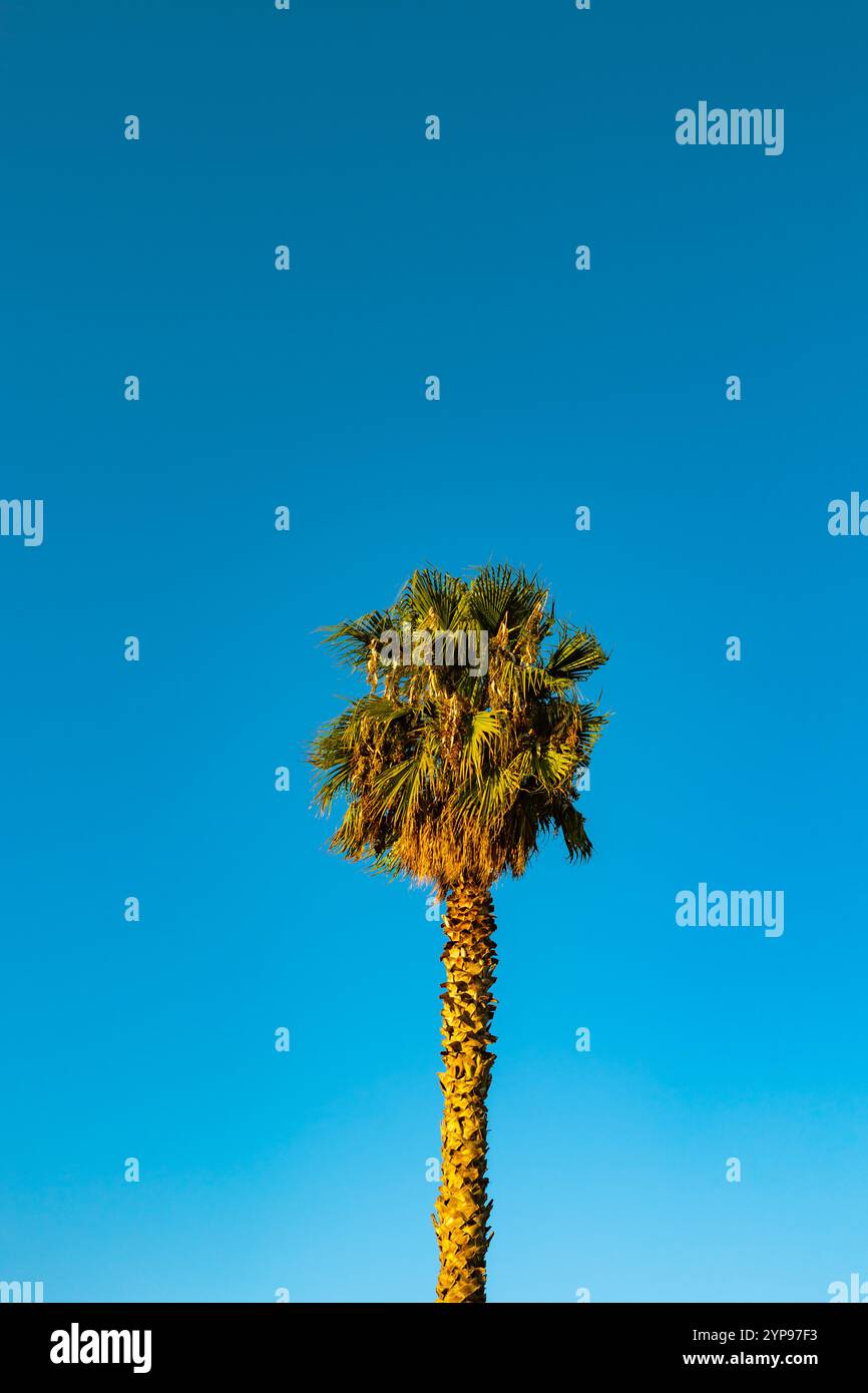 Eine Palme isoliert auf klarem blauem Himmel Hintergrund. Foto der vertikalen Palme. Stockfoto