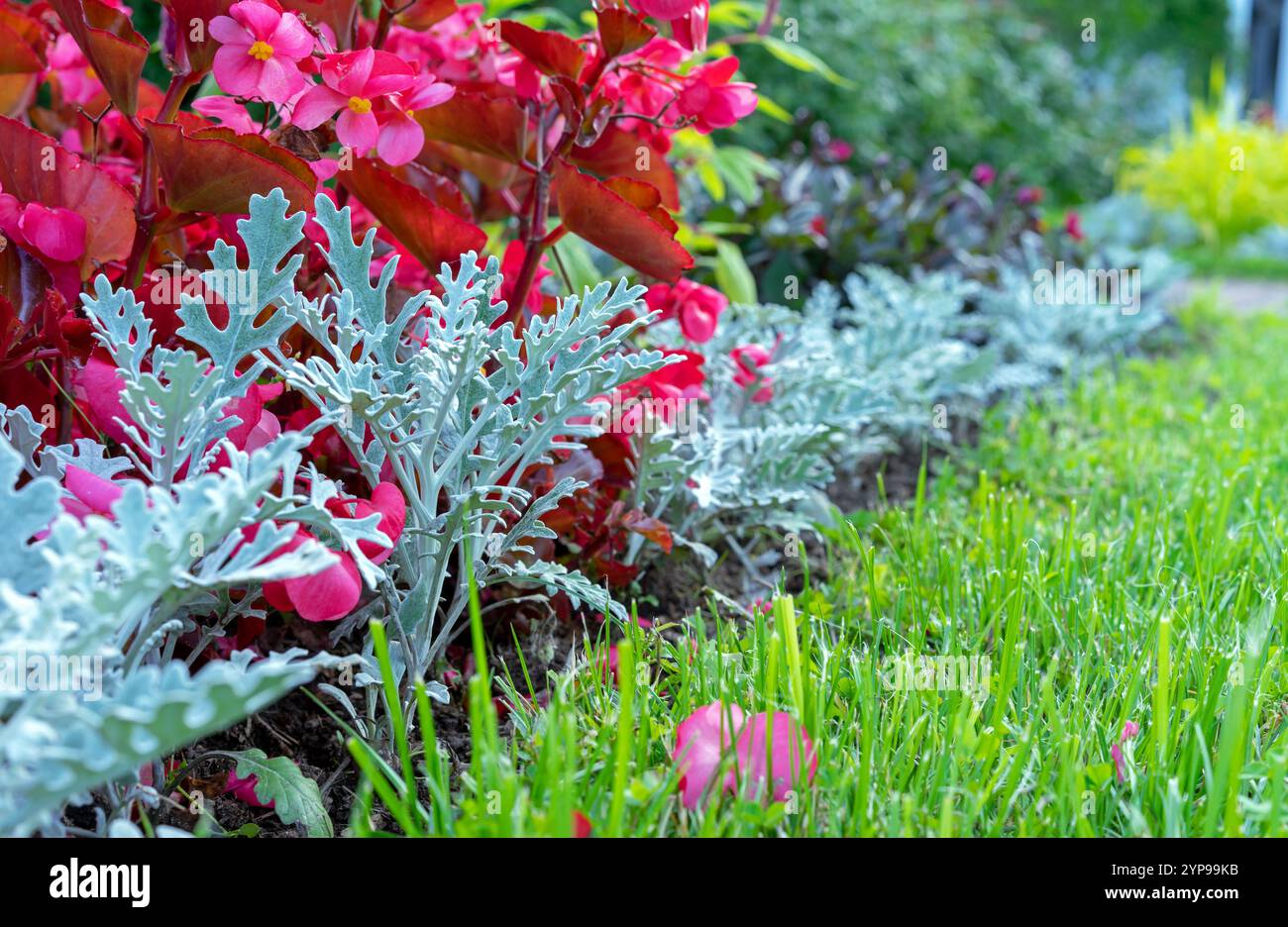 Cineraria Maritima (Silber) ist eine Pflanze mit geschnitzten silbrig samtigen Blättern. Stockfoto