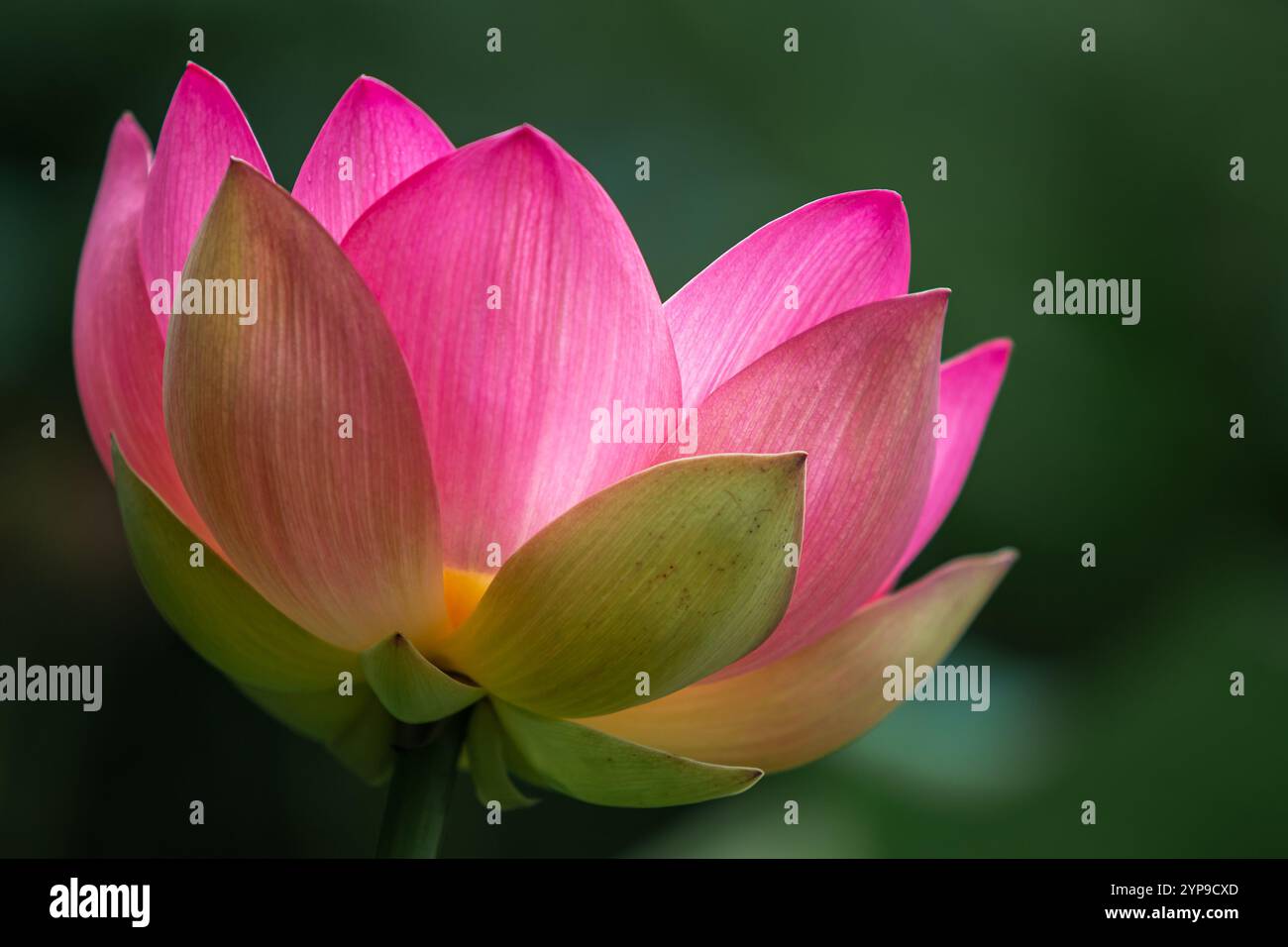 Vacratot, Ungarn - schöner rosa heiliger Lotus, indischer Lotus (Nelumbo Nucifera) oder einfach Wasserlilie ist eine von zwei noch existierenden Arten von Wasserpflanzen in Stockfoto