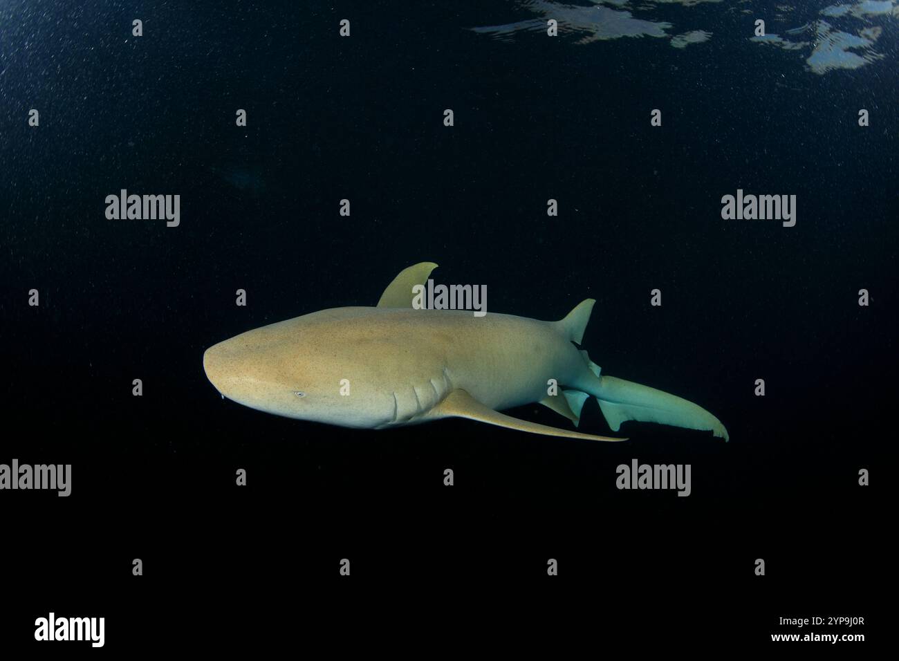 Ammenhai segeln langsam in der Abenddämmerung nahe der Oberfläche. Stockfoto