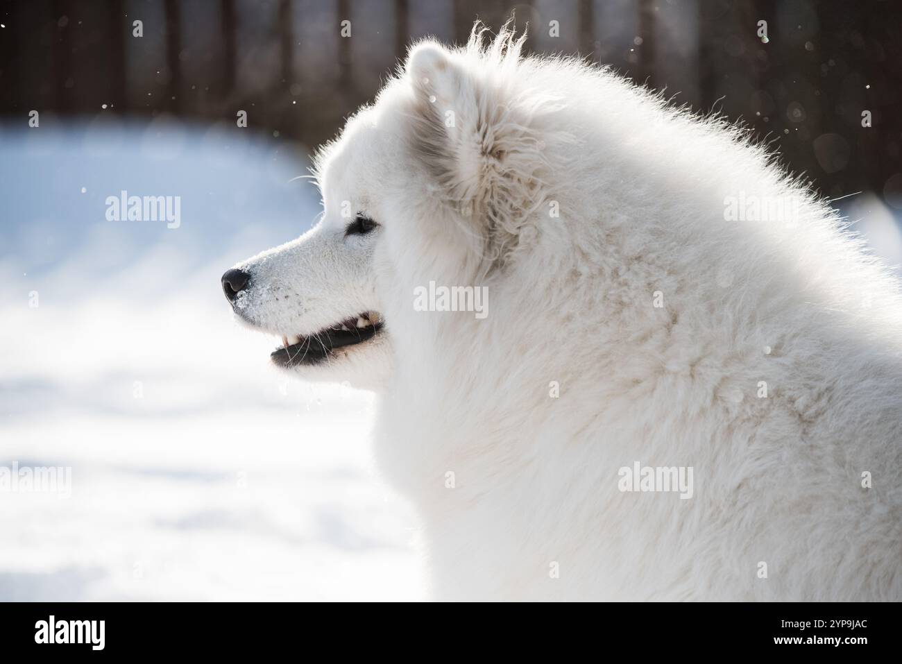 Samoyed weißen Hund Nahaufnahme auf Schnee draußen im Winter Hintergrund. Stockfoto