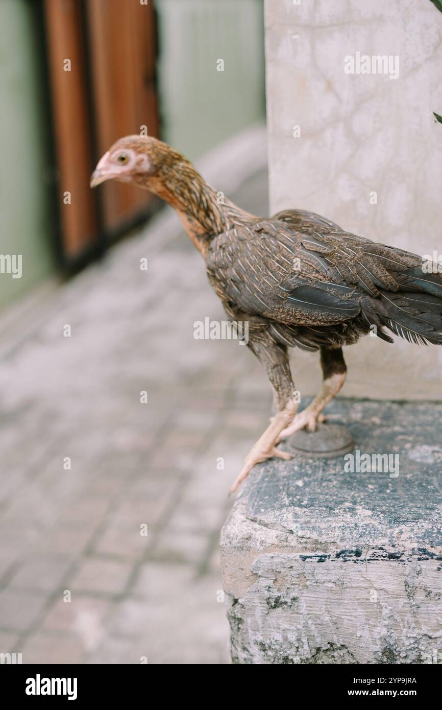 Ein junges Huhn, das am Rand einer Mauer steht und bereit zum Springen erscheint, mit einer fokussierten und neugierigen Haltung. Stockfoto