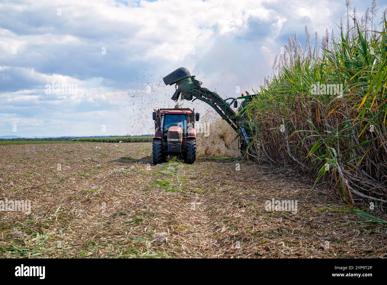 Zuckerrohrernte, Traktorerntemaschinen, landwirtschaftliche Landwirtschaft Landwirtschaft, Feldfrüchte, ländliche Lebensweise, Arbeitswirtschaft Stockfoto